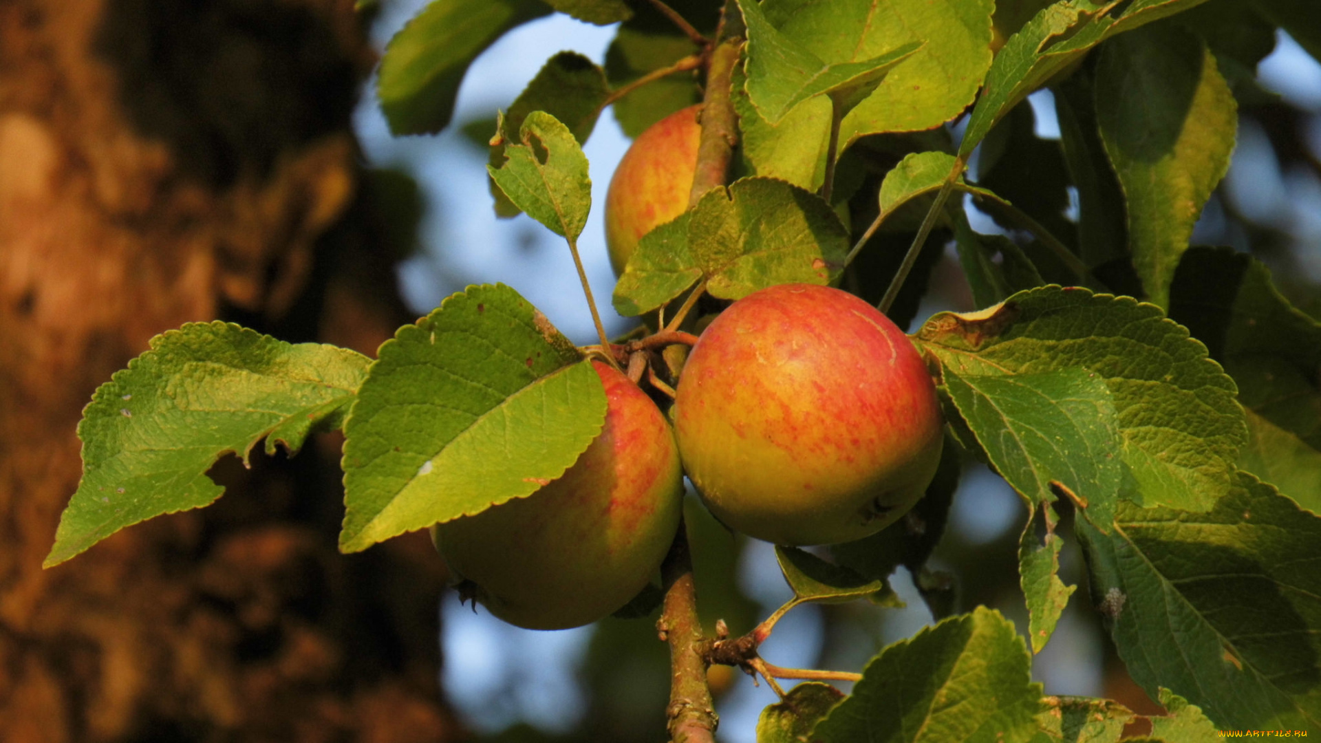 природа, плоды, яблоки