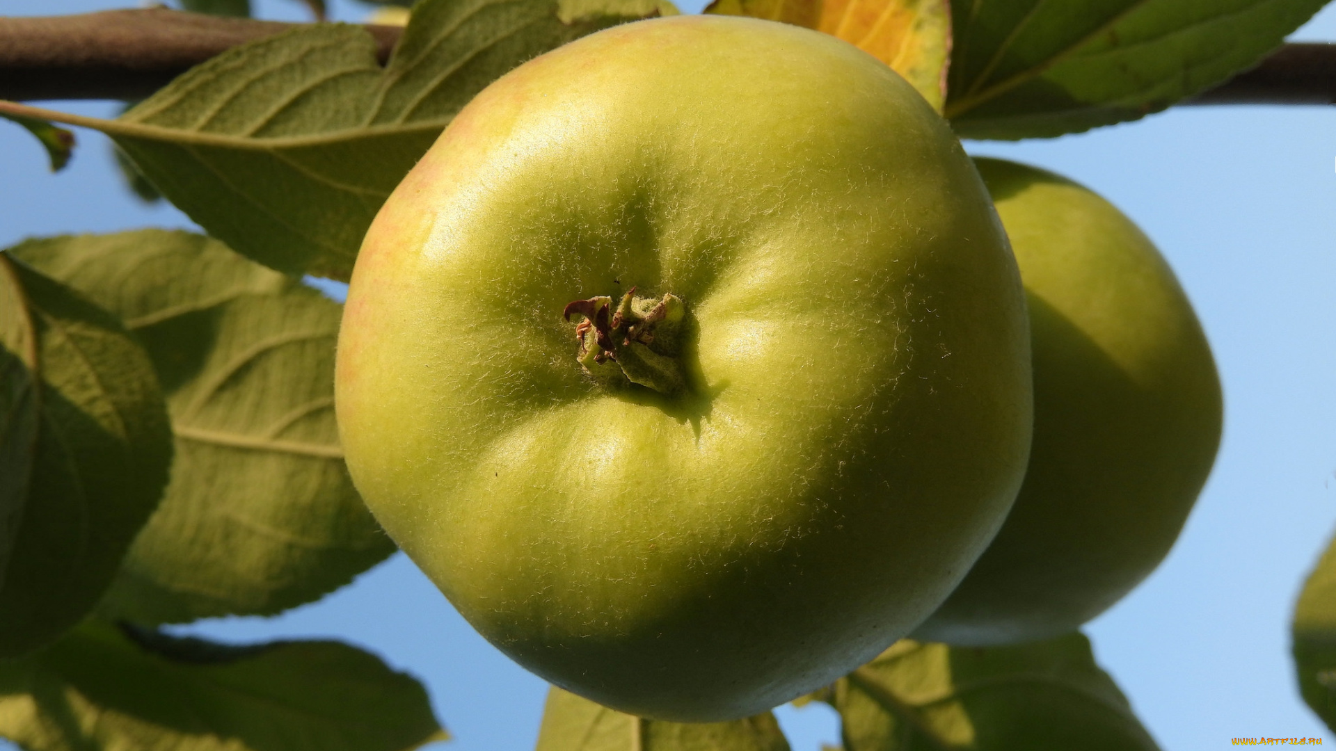 природа, плоды, яблоки