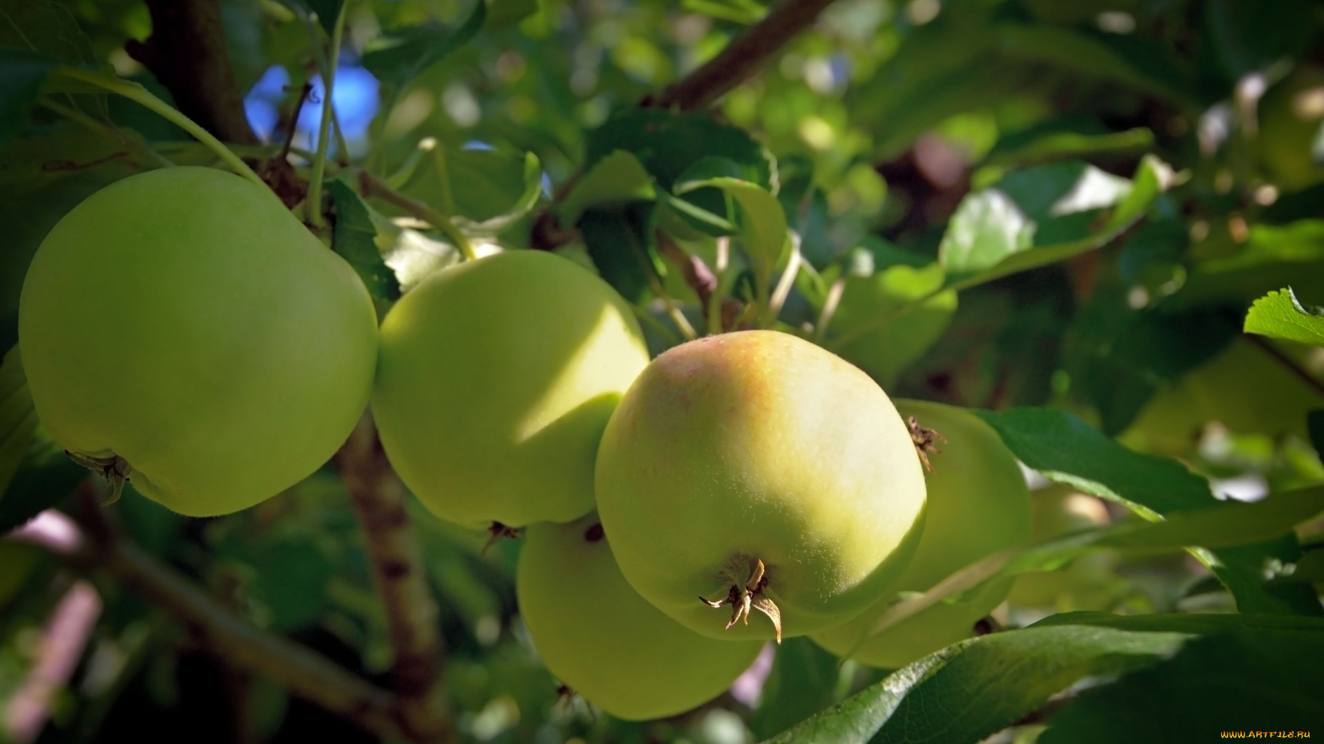природа, плоды, яблоки