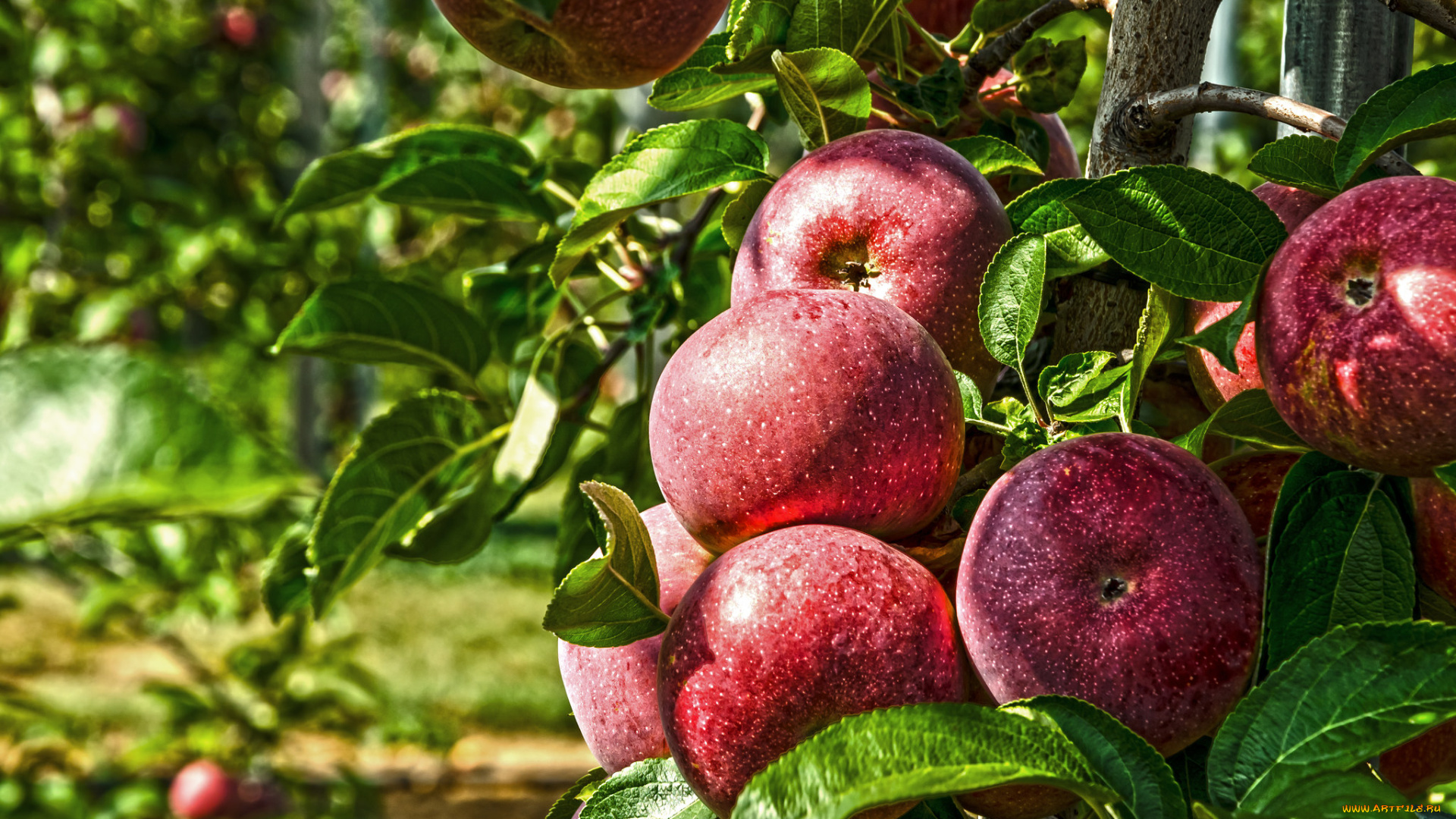 природа, плоды, яблоки
