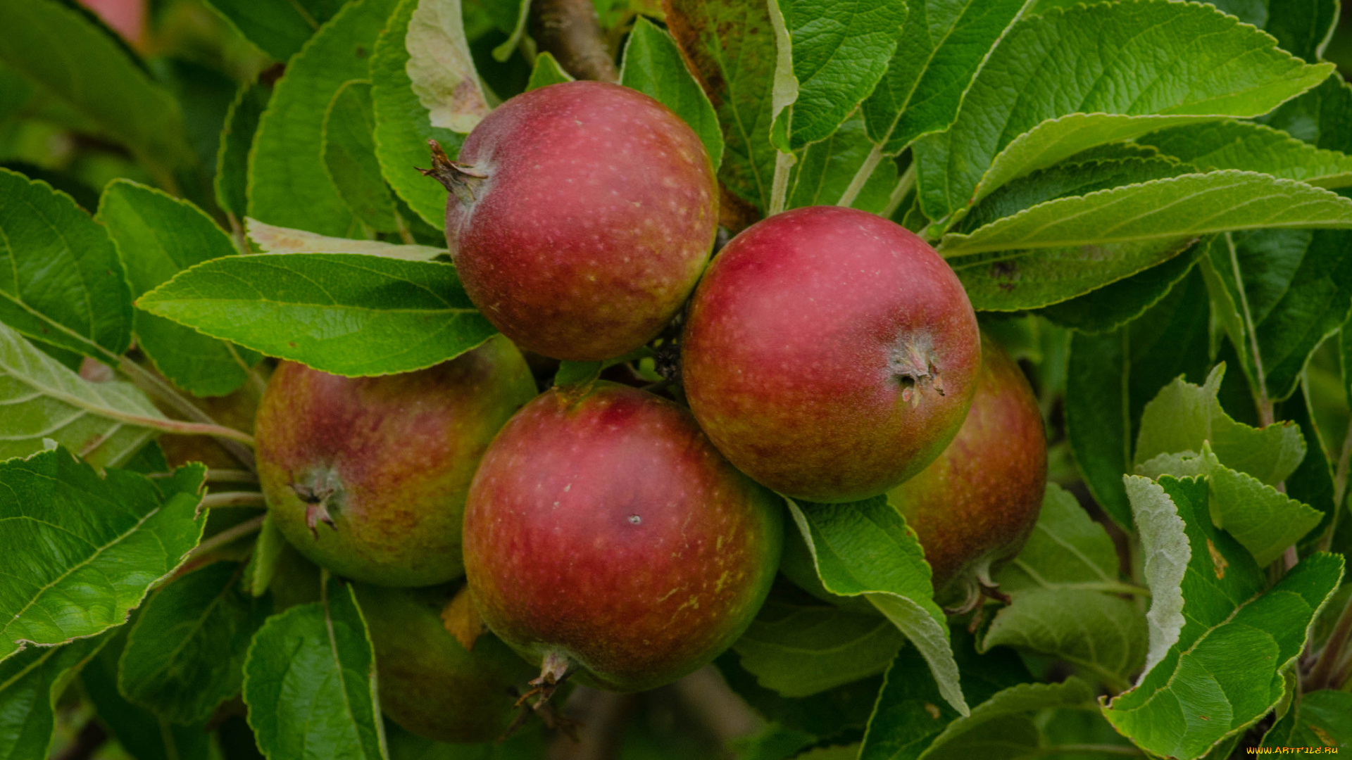природа, плоды, яблоки
