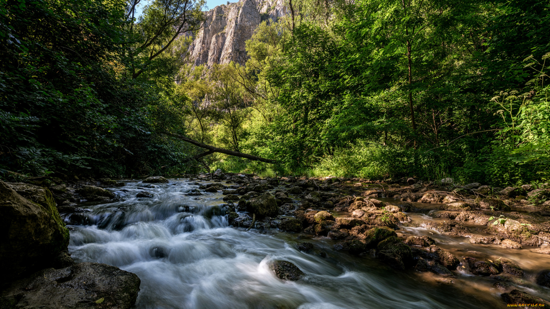 природа, реки, озера, лес, река