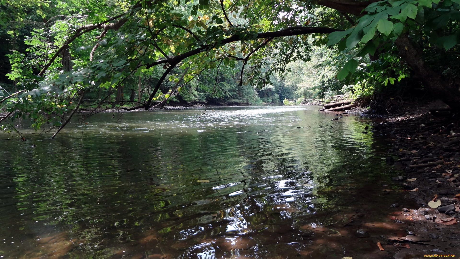 природа, реки, озера, лето, река, деревья