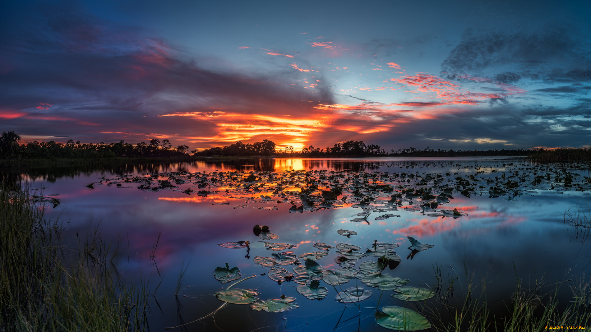 природа, реки, озера, река, лес