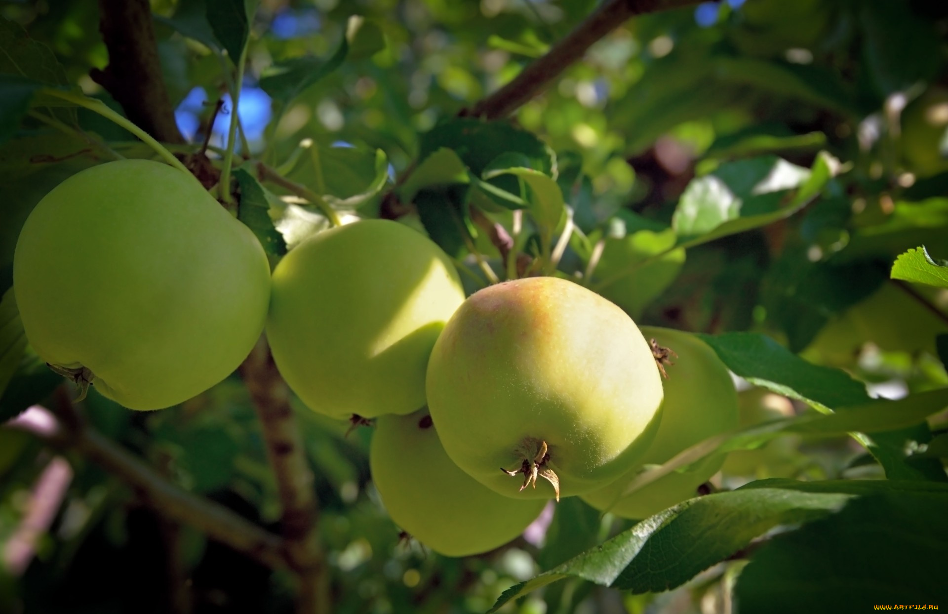 природа, плоды, яблоки