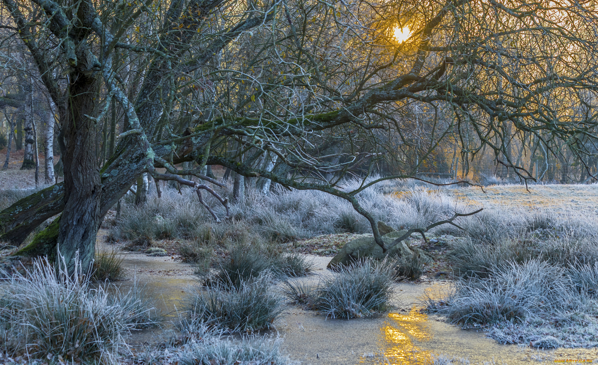 природа, лес, простор