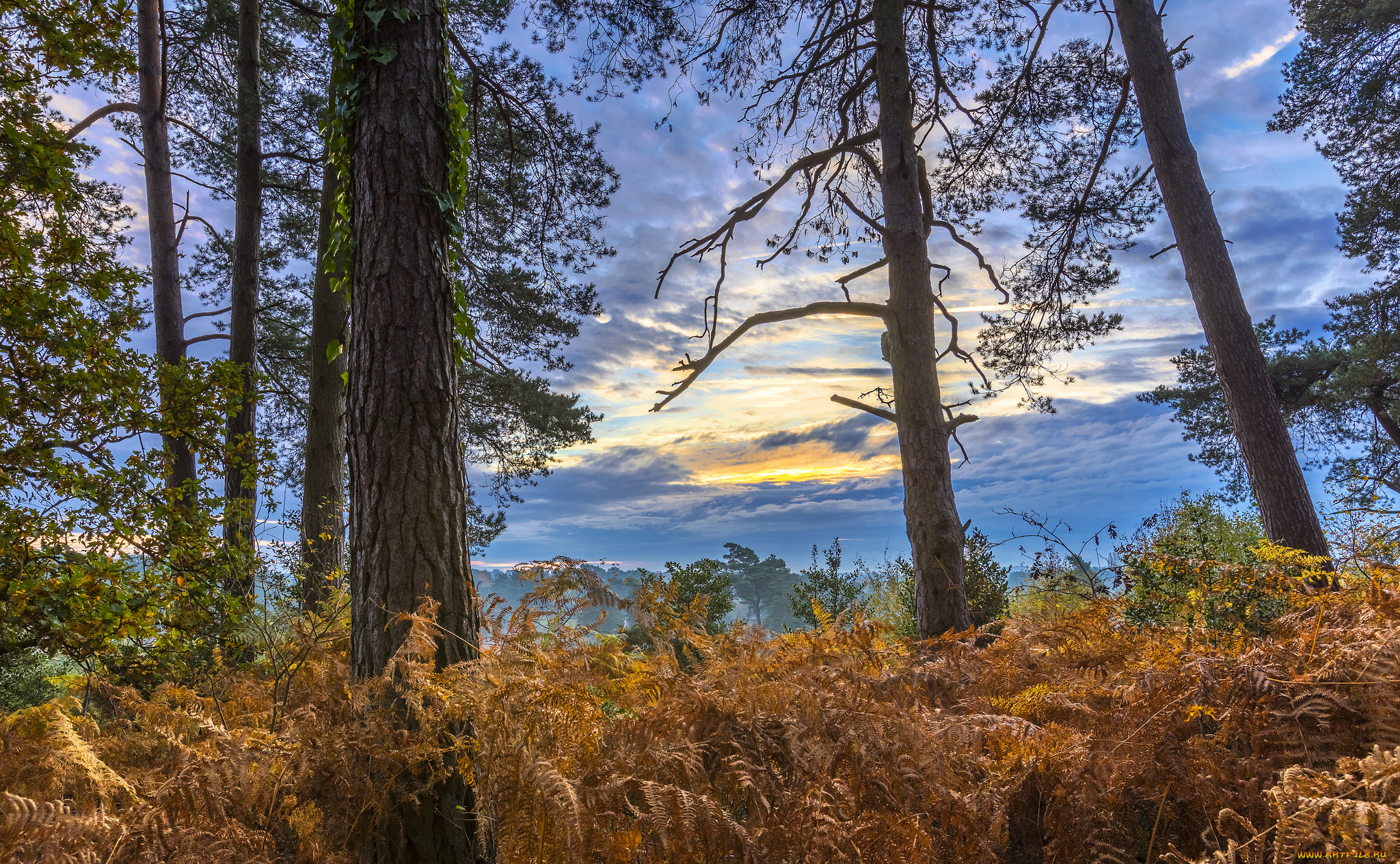 природа, пейзажи, простор