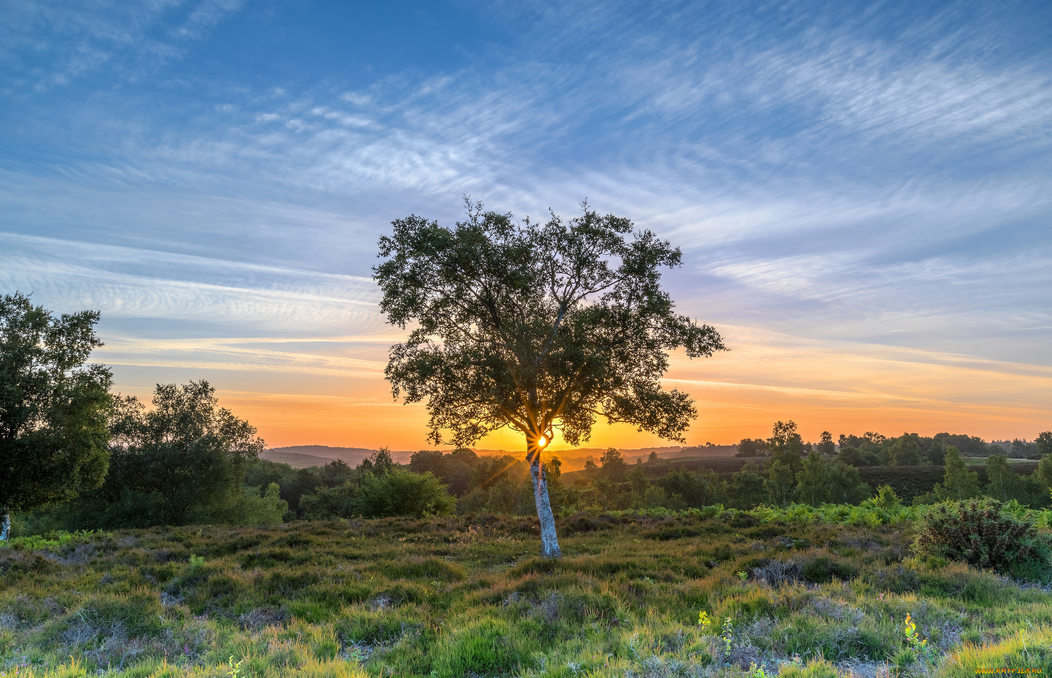 природа, деревья, рассвет
