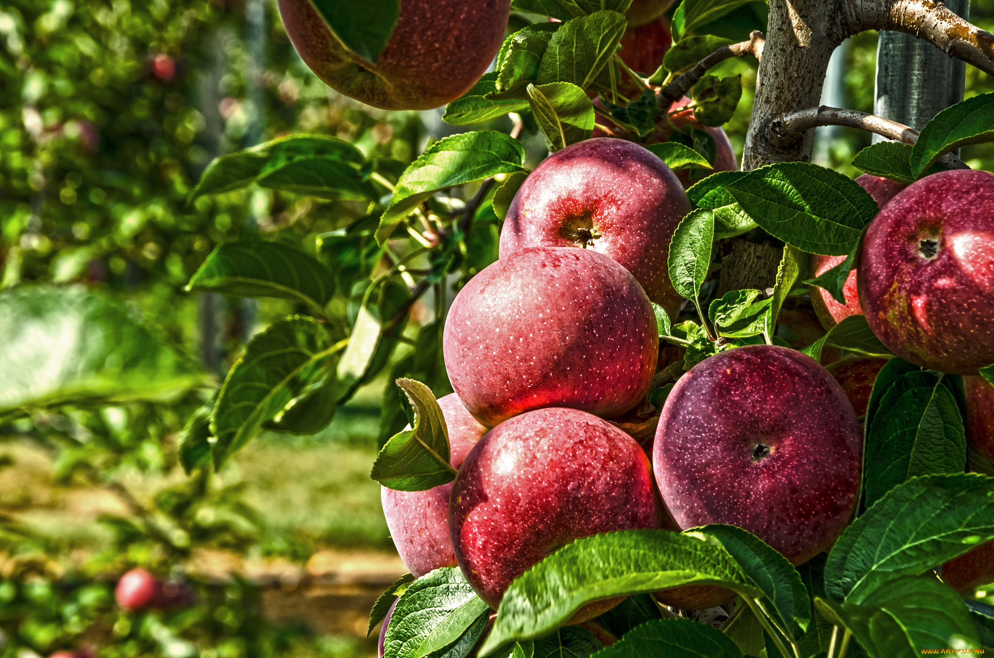 природа, плоды, яблоки