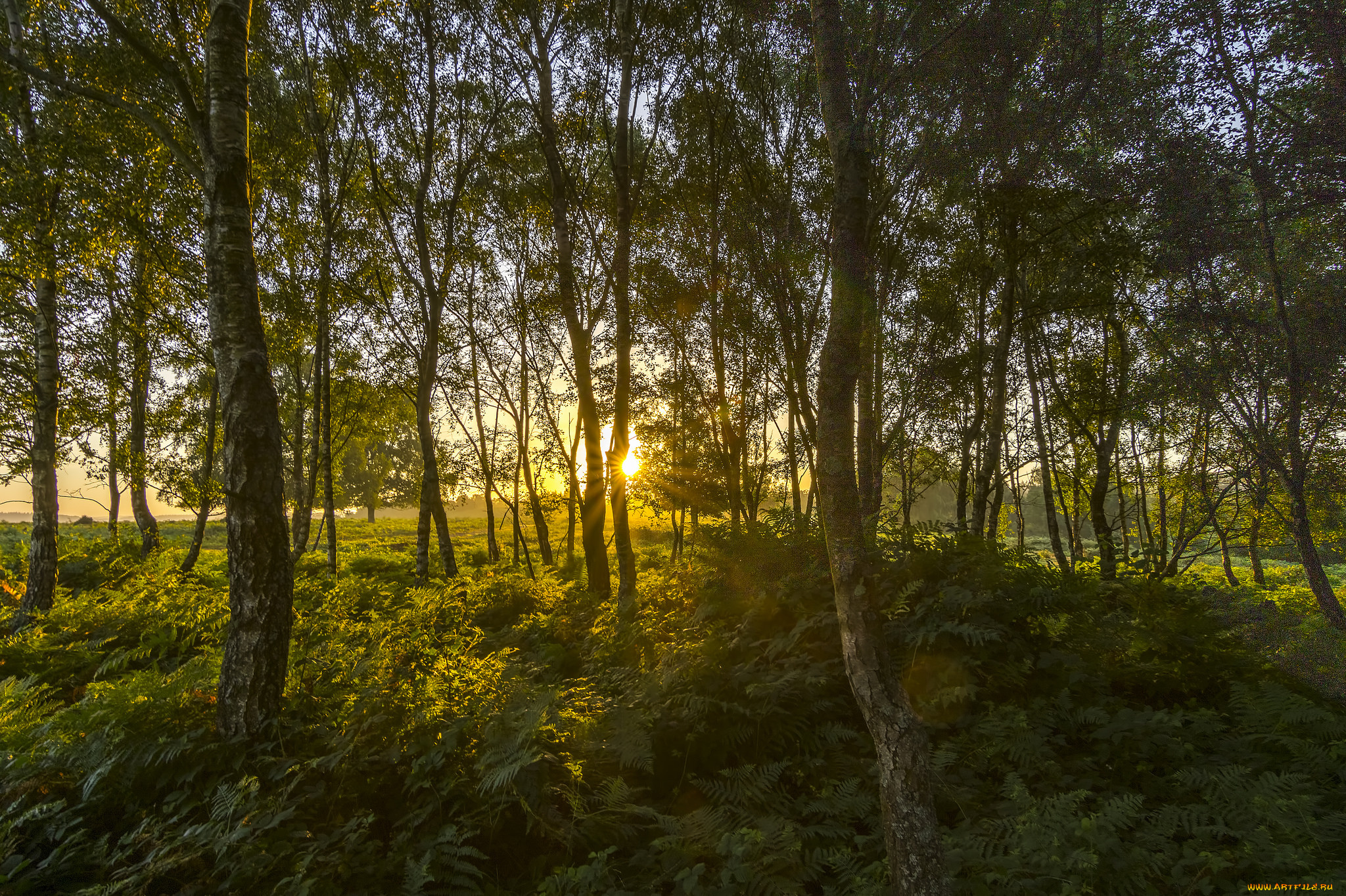 природа, лес, деревья