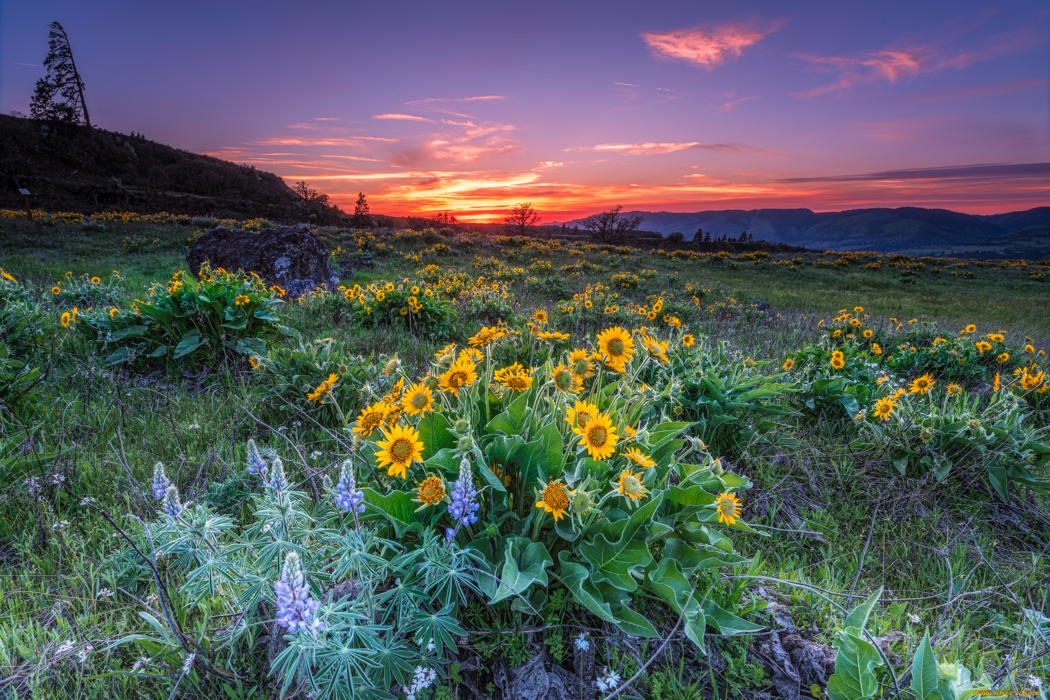 природа, луга, простор