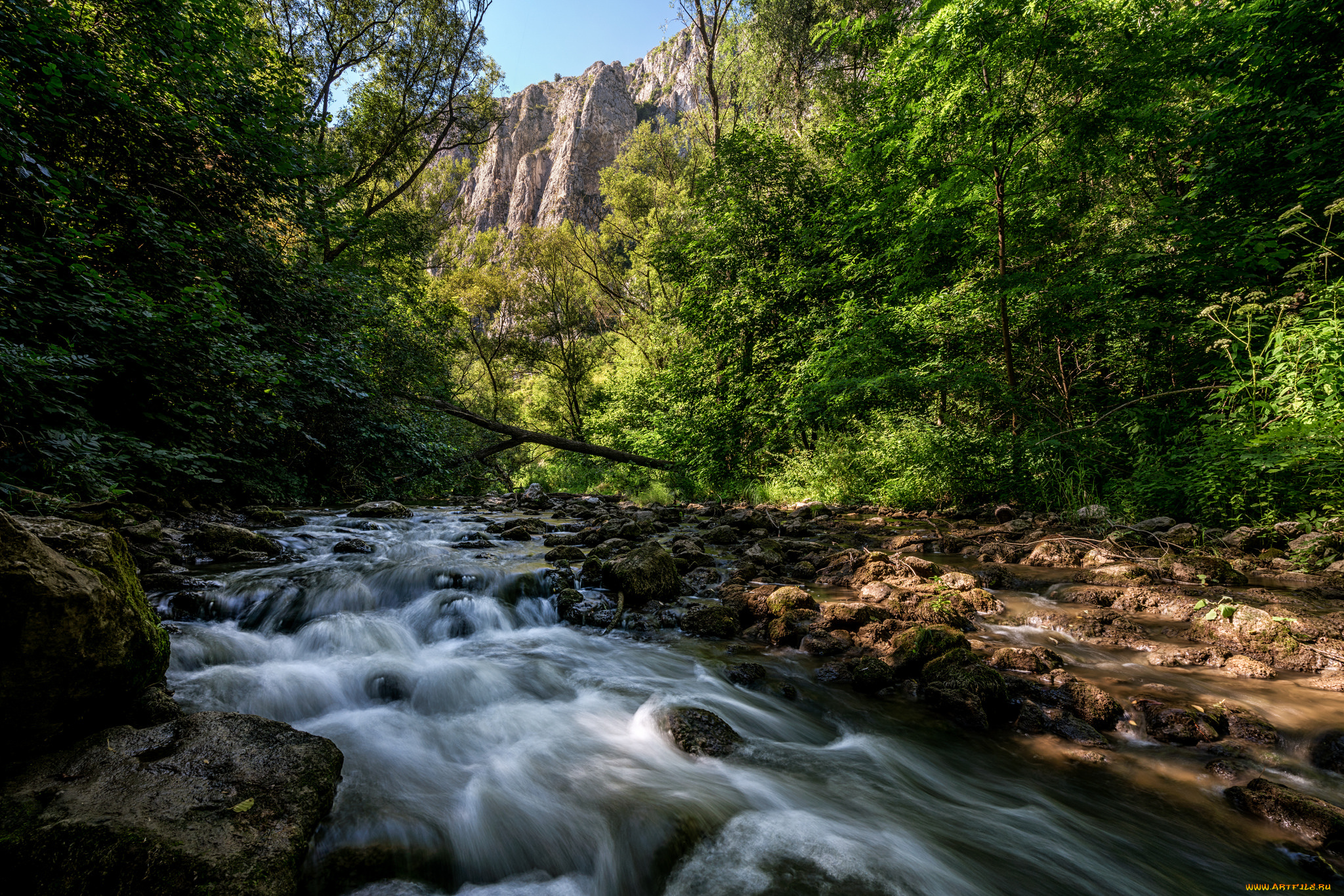 природа, реки, озера, лес, река