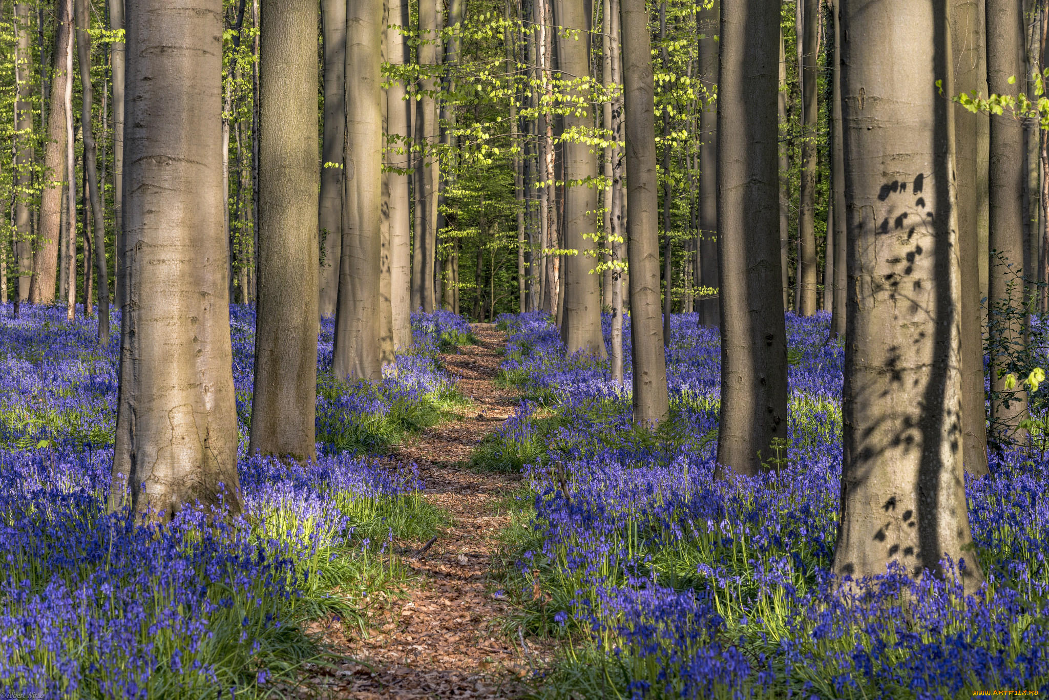 природа, лес, цветы, деревья