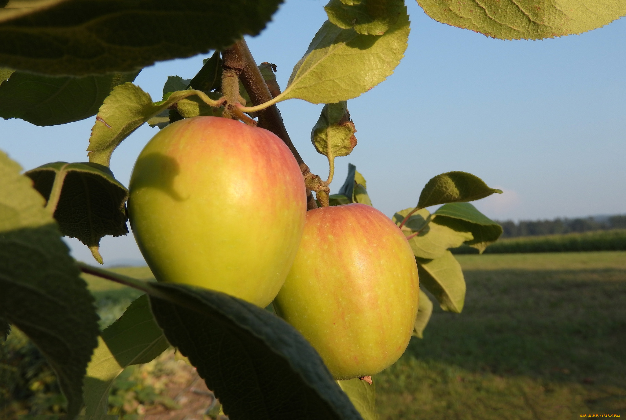 природа, плоды, яблоки