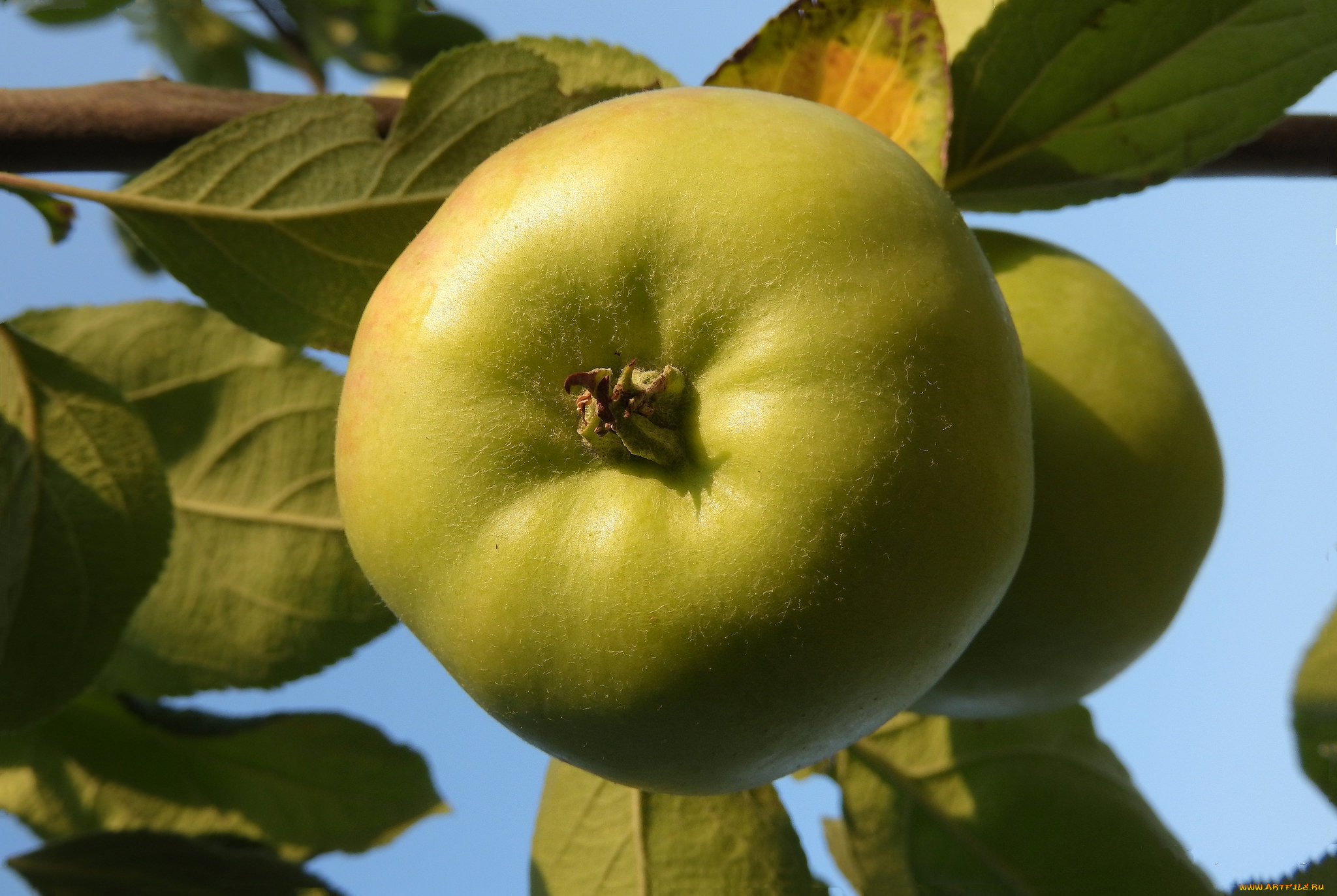 природа, плоды, яблоки