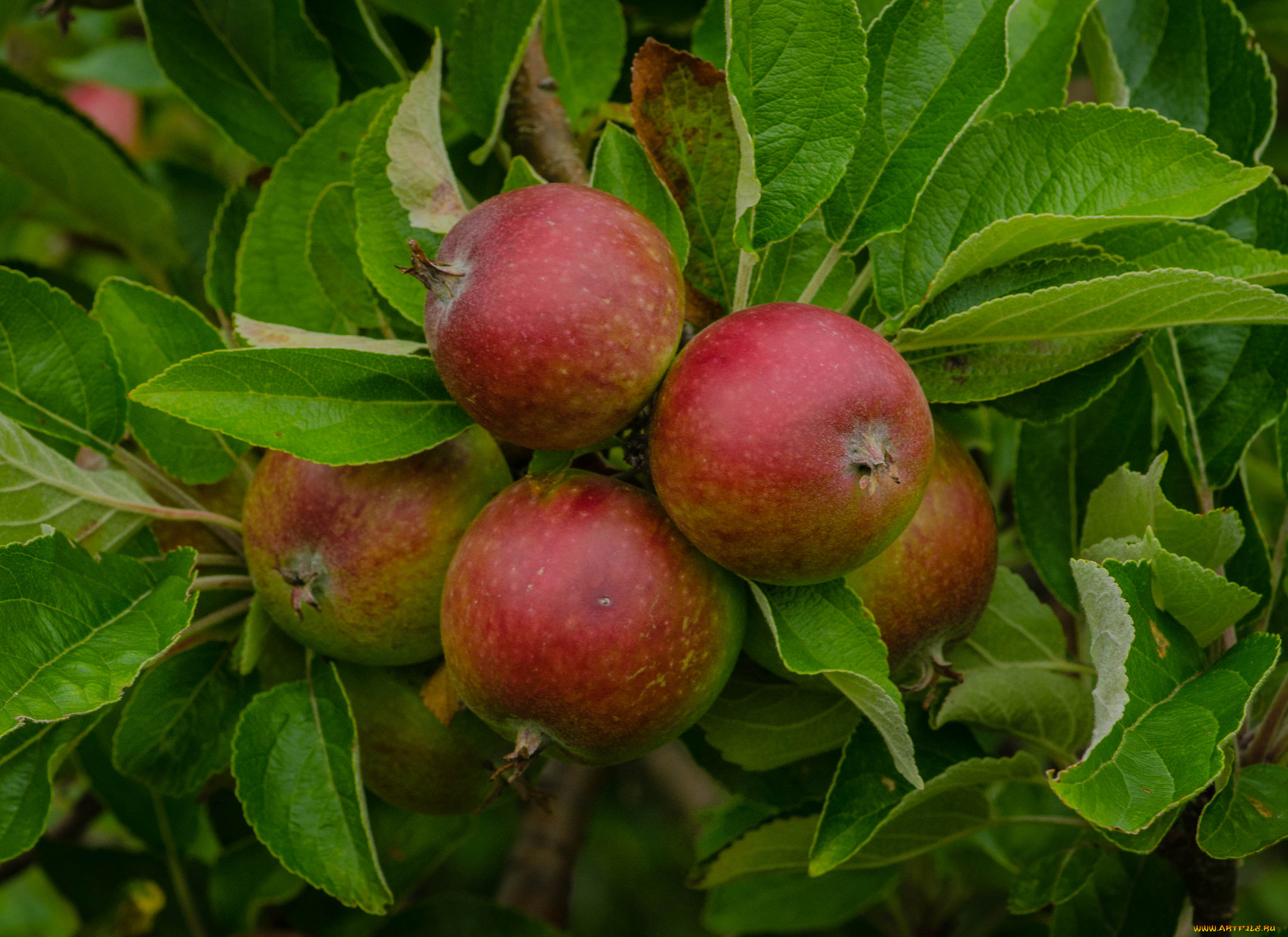 природа, плоды, яблоки