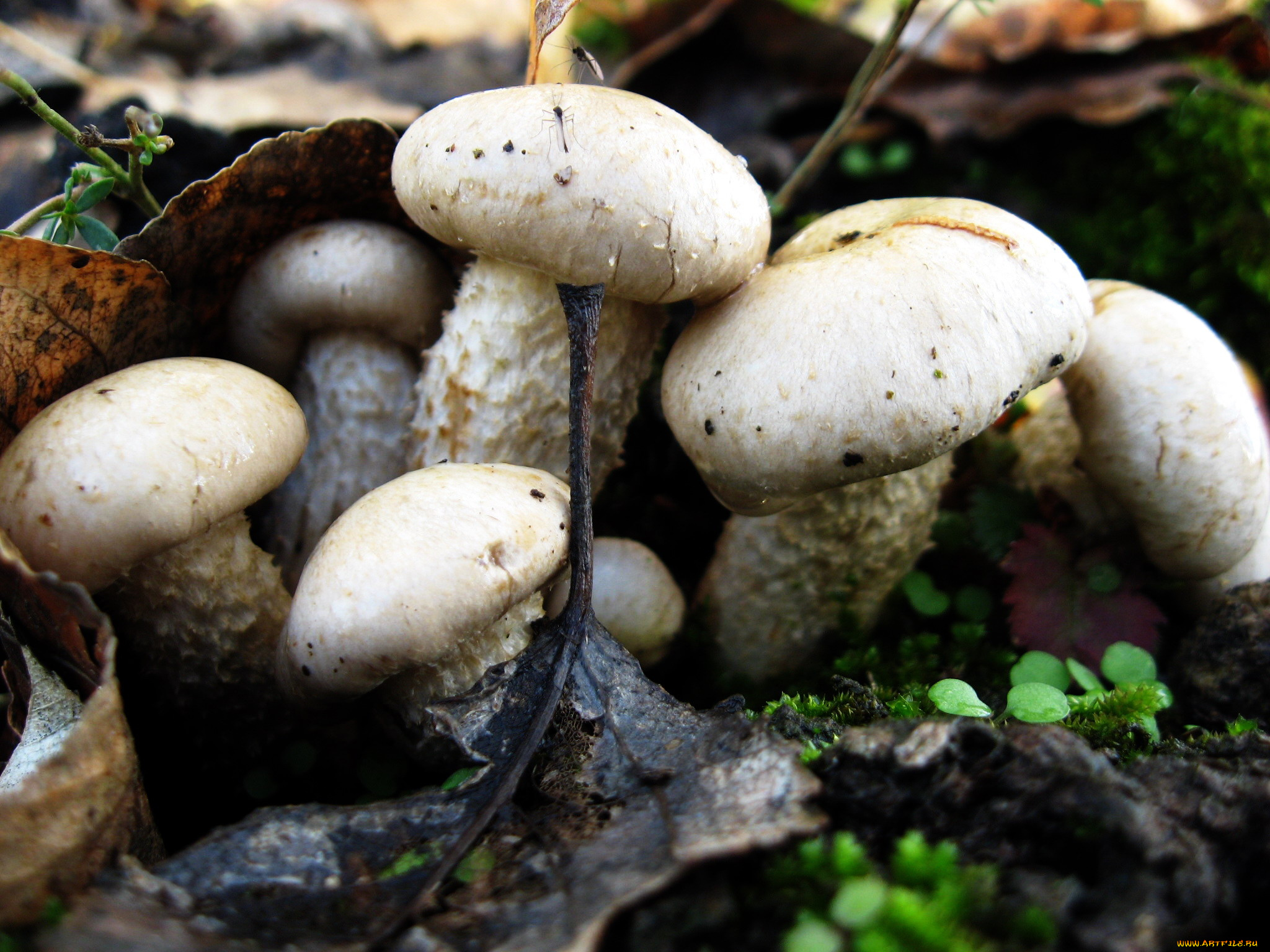 природа, грибы, семейка, грибная