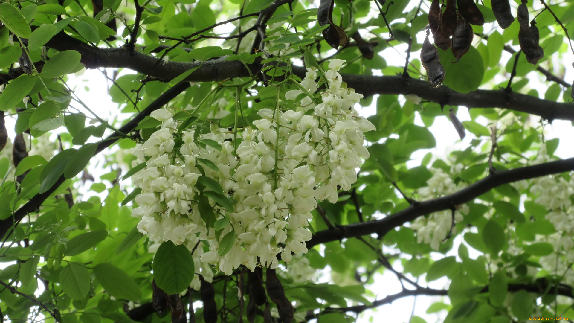 цветы, акация, весна, 2018