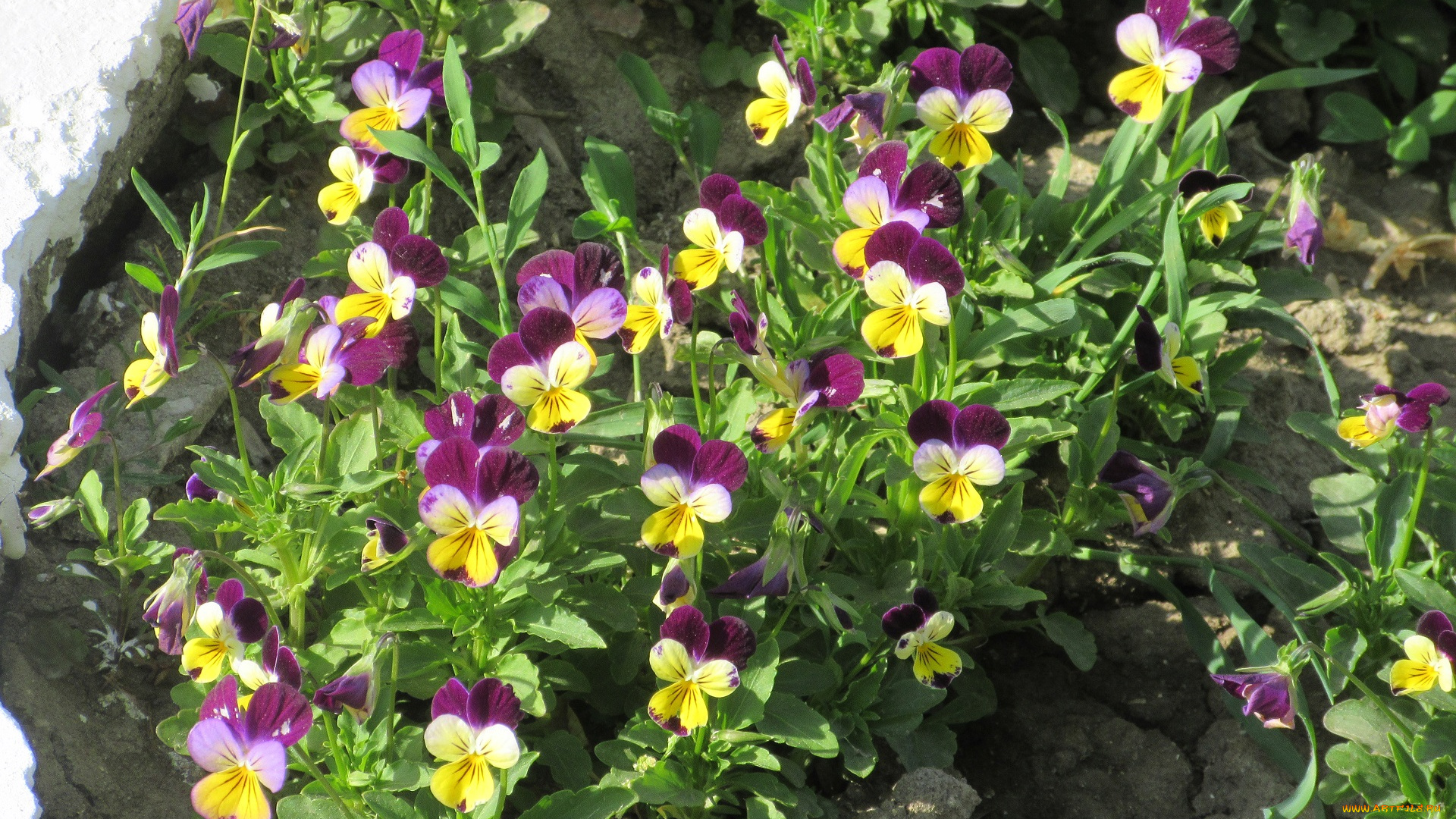 цветы, анютины, глазки, , садовые, фиалки, весна, 2018