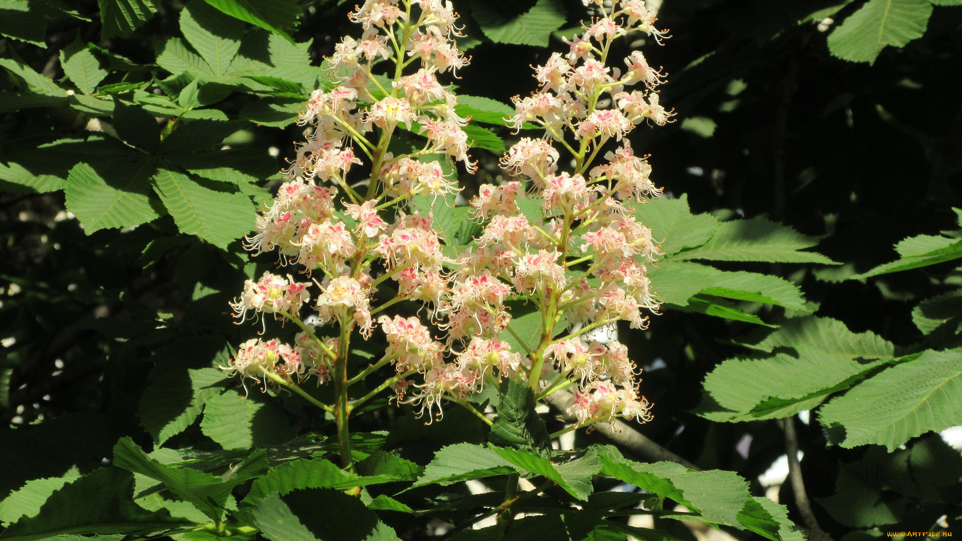 цветы, каштаны, весна, 2018