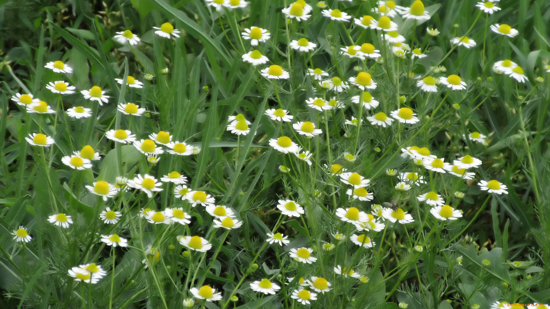 цветы, ромашки, весна, 2018