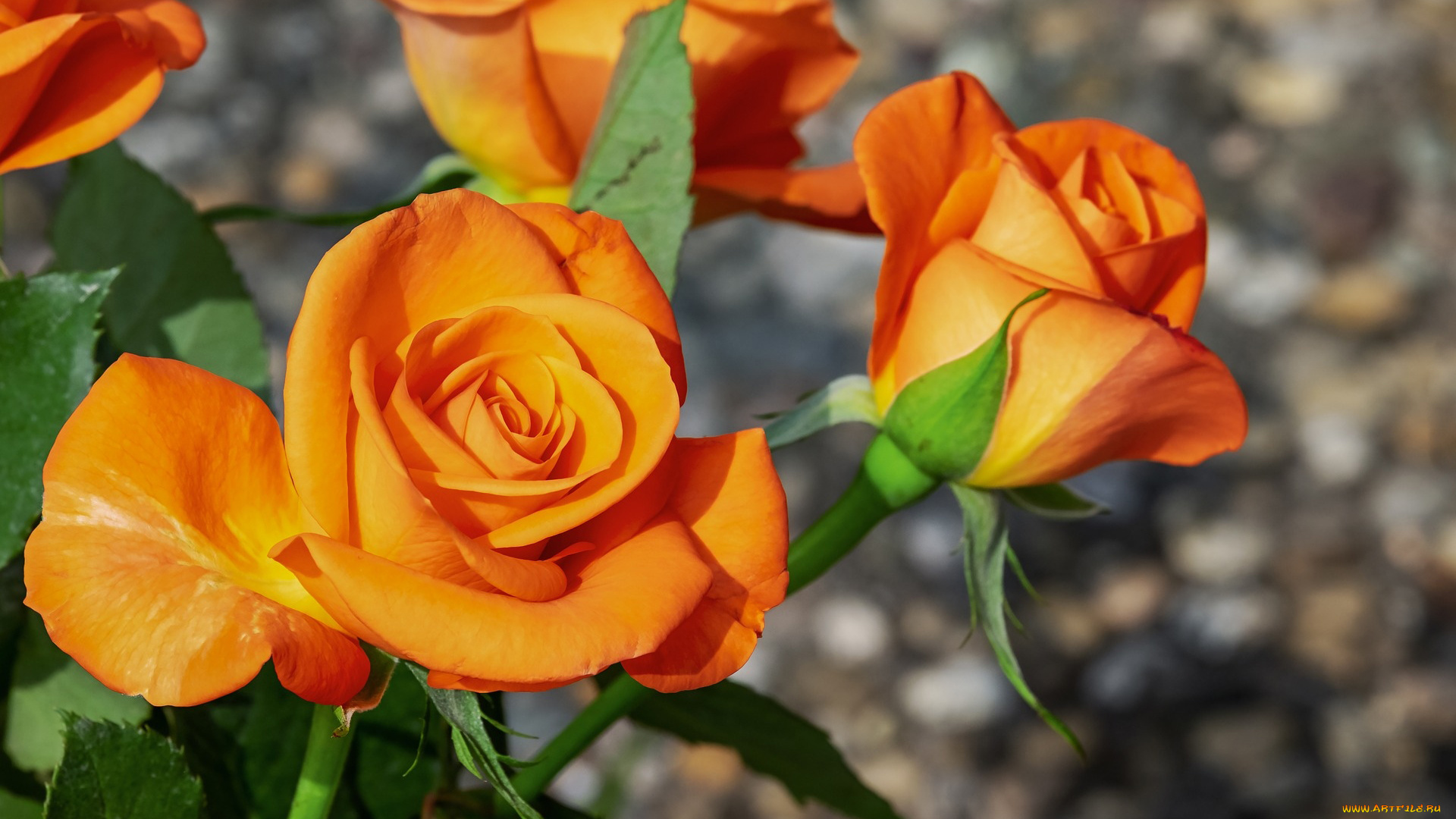 цветы, розы, персиковый