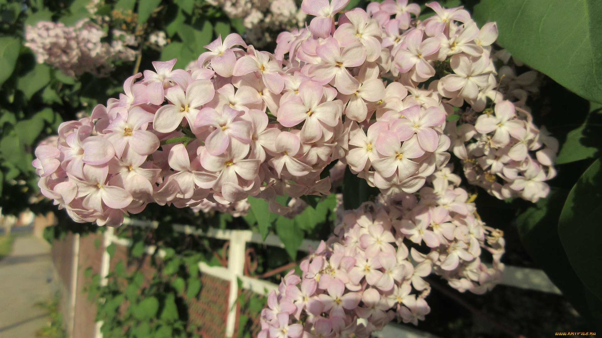 цветы, сирень, весна, 2018