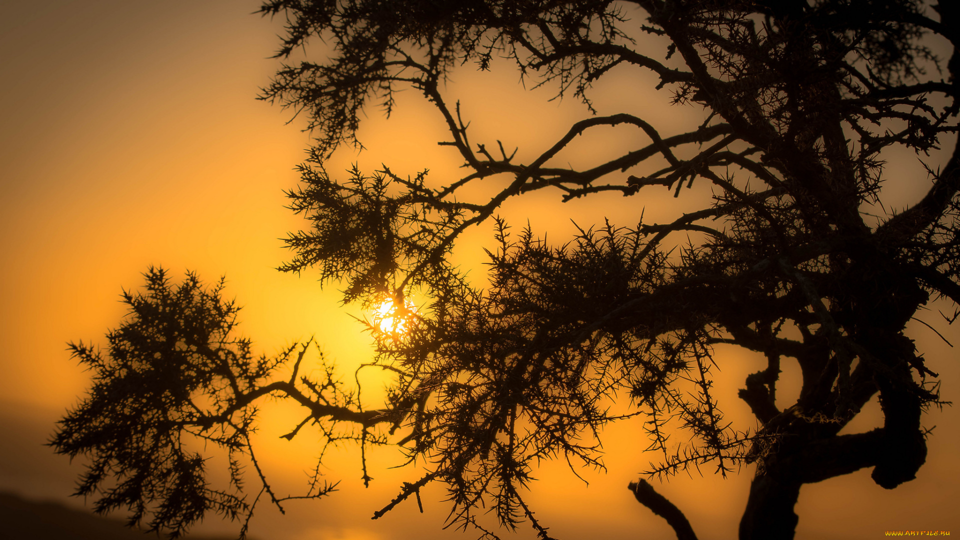 природа, деревья, простор