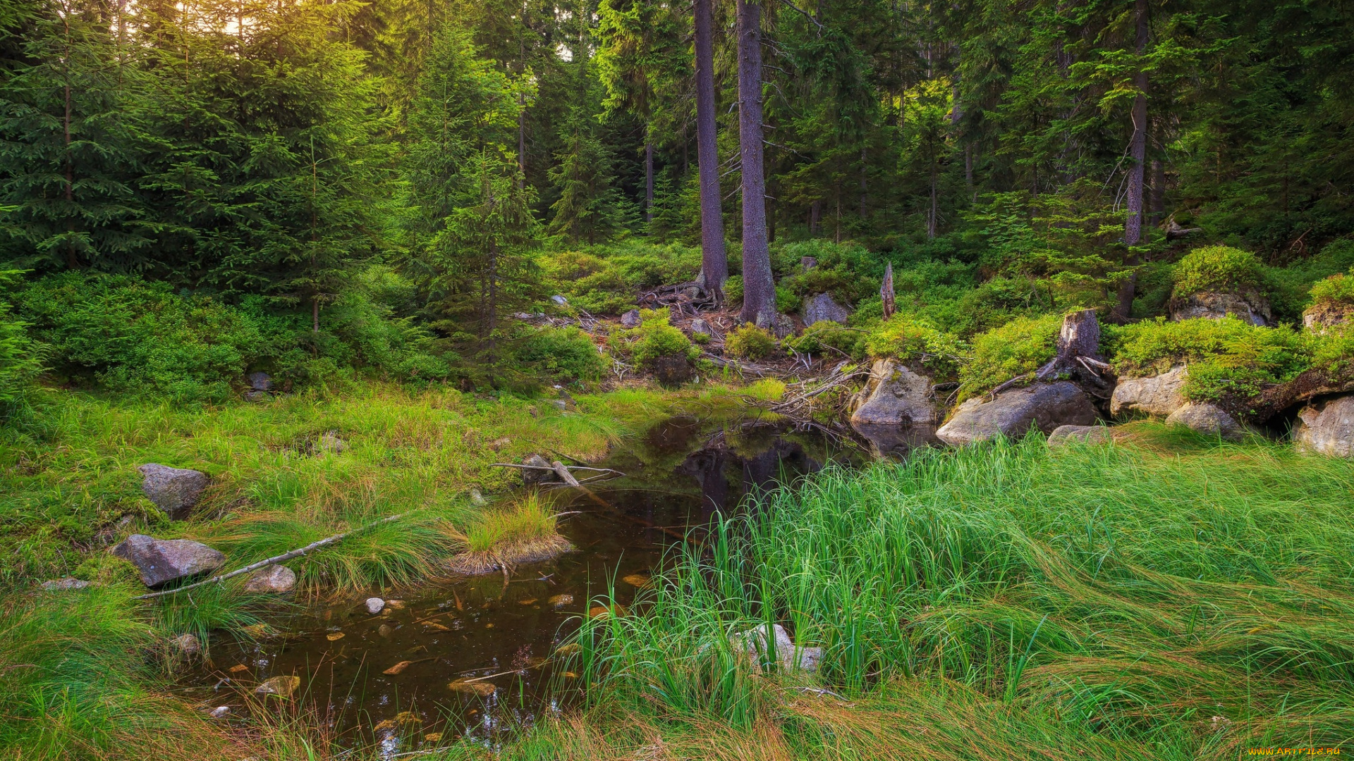 природа, лес, простор