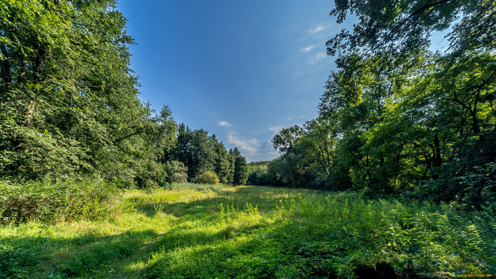 природа, лес, простор