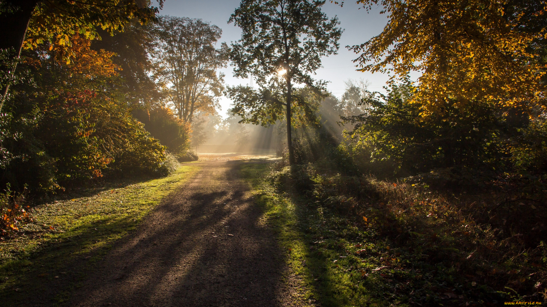 природа, лес, простор
