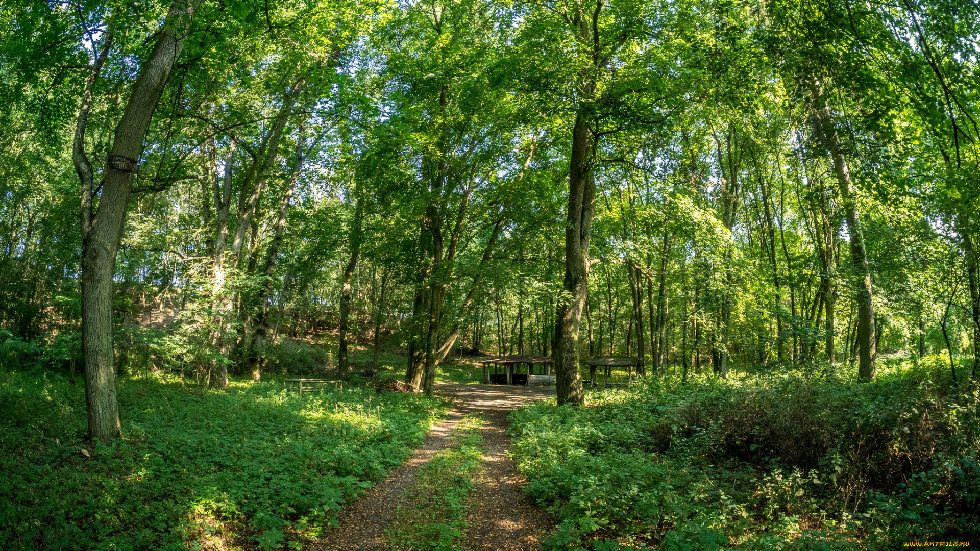 природа, лес, простор