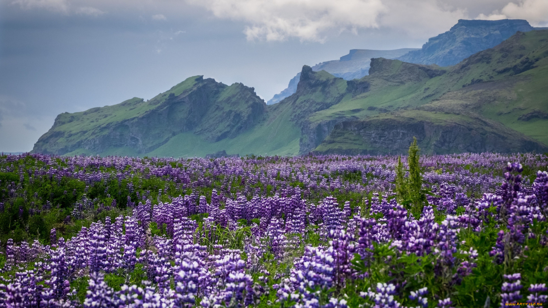 природа, луга, простор