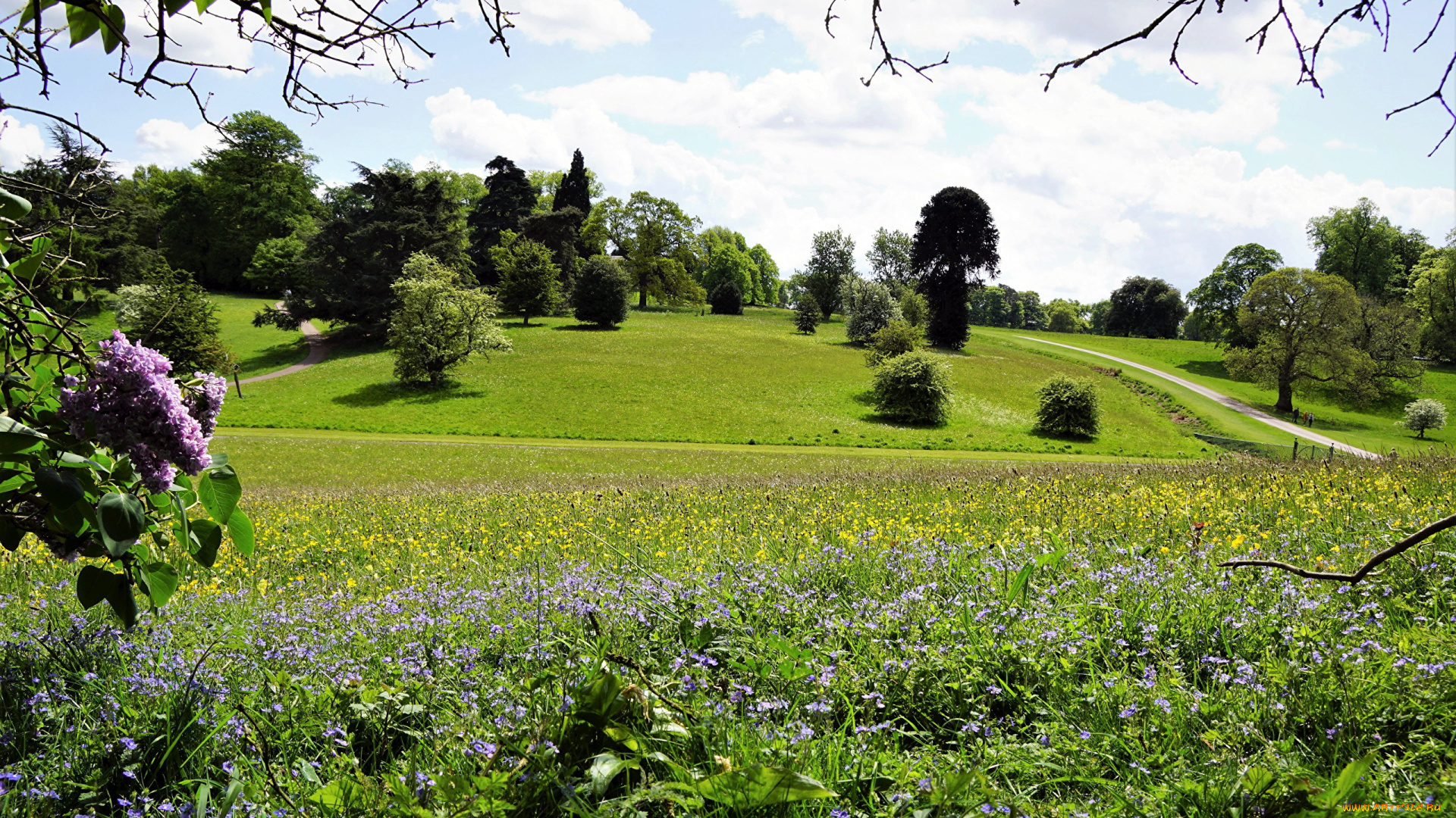природа, парк, сирень, аллеи
