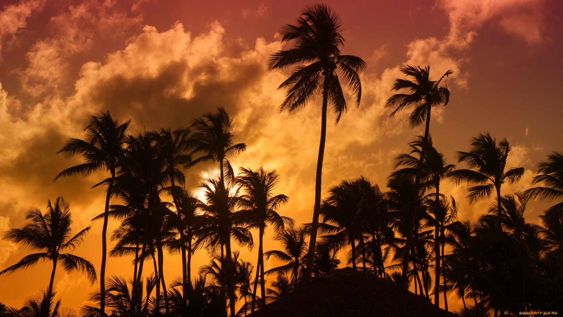 природа, тропики, простор