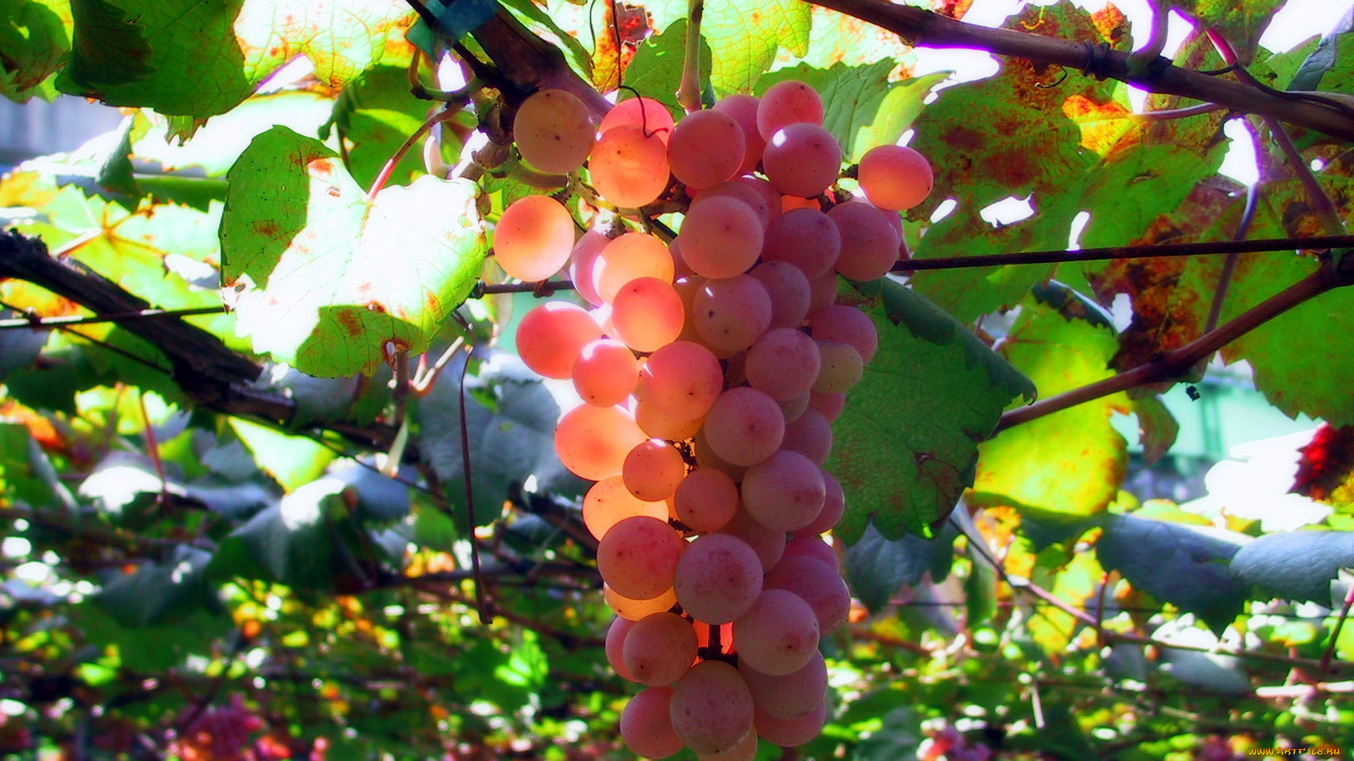 природа, Ягоды, , виноград, гроздья
