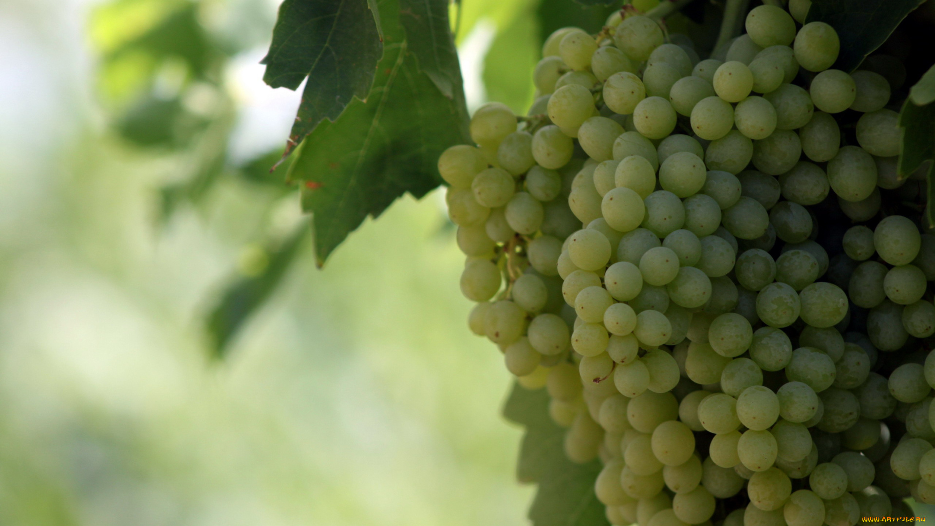 природа, Ягоды, , виноград, гроздья