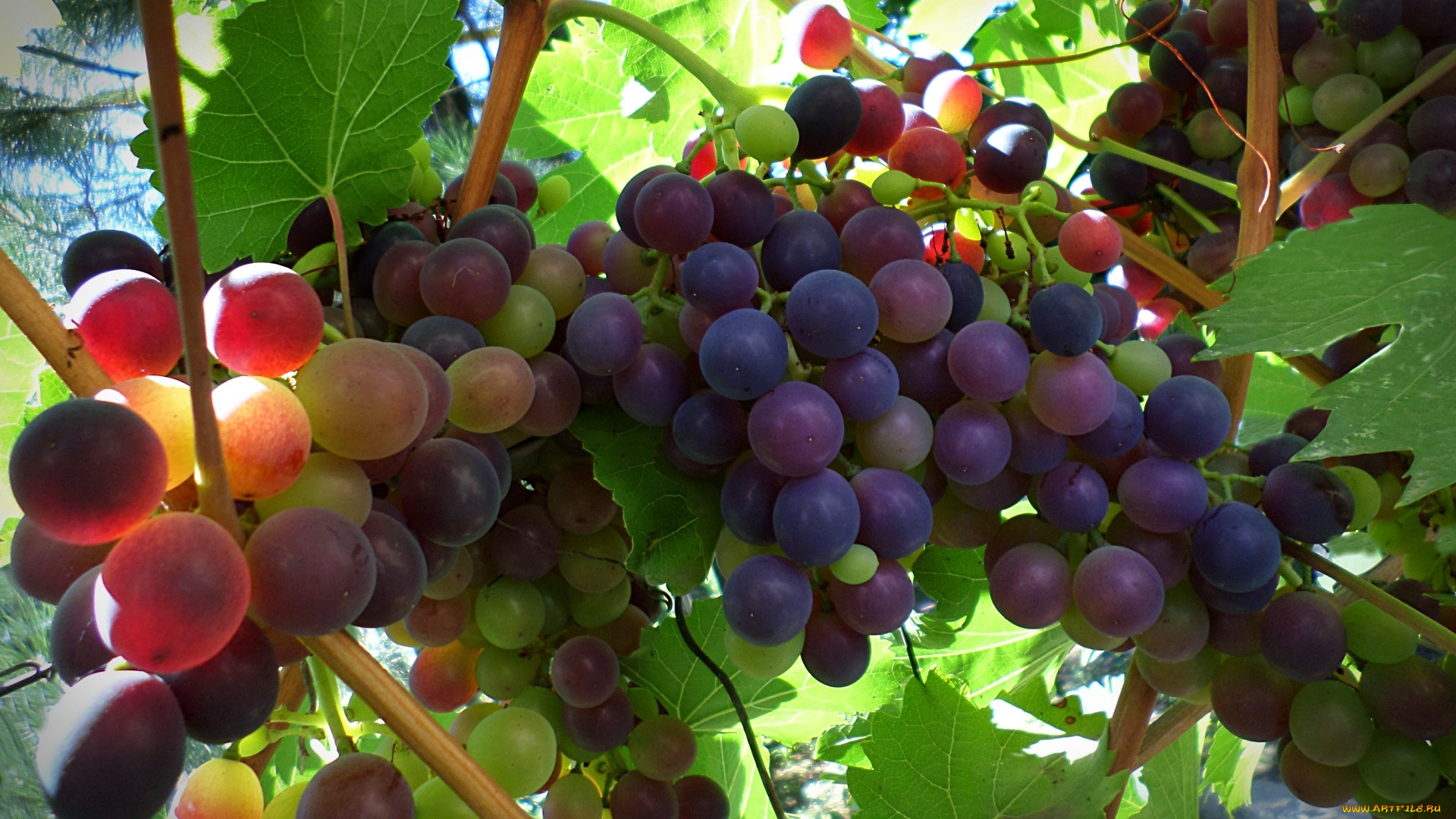 природа, Ягоды, , виноград, ягоды, гроздь, ветка