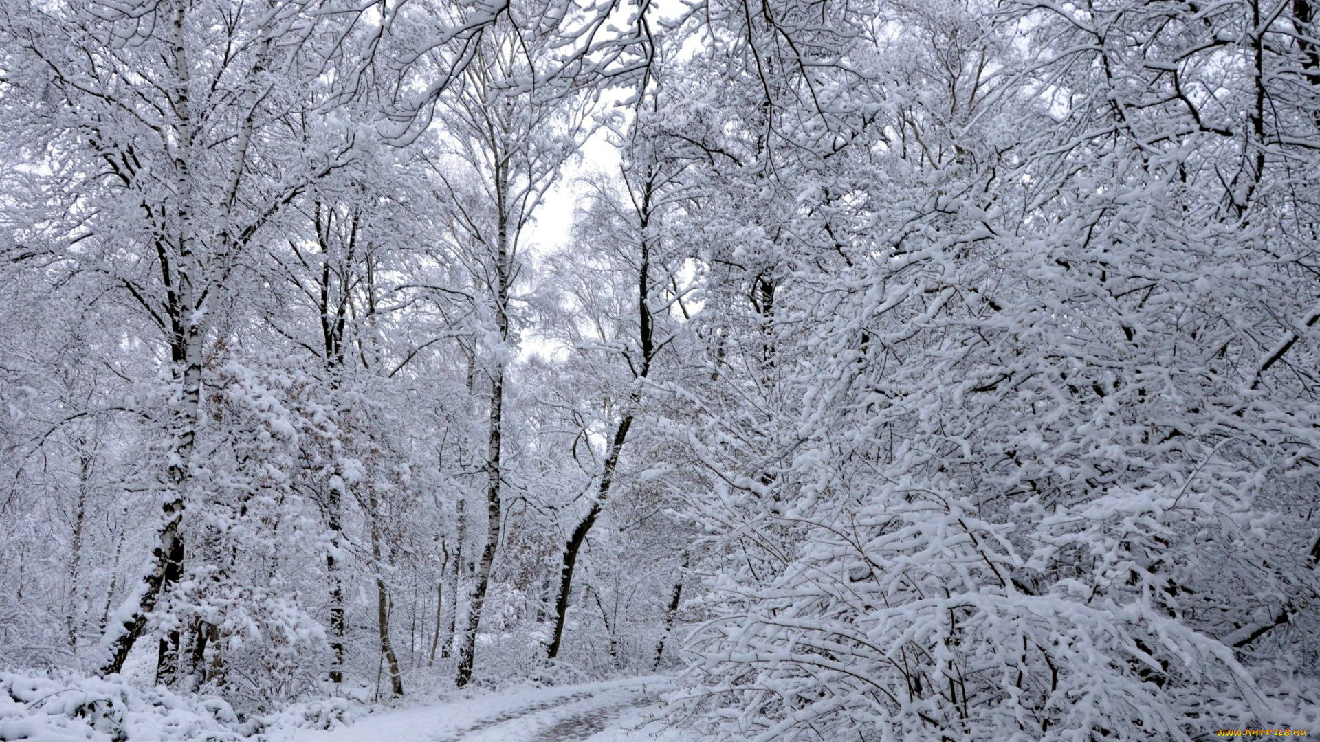 природа, зима, снег