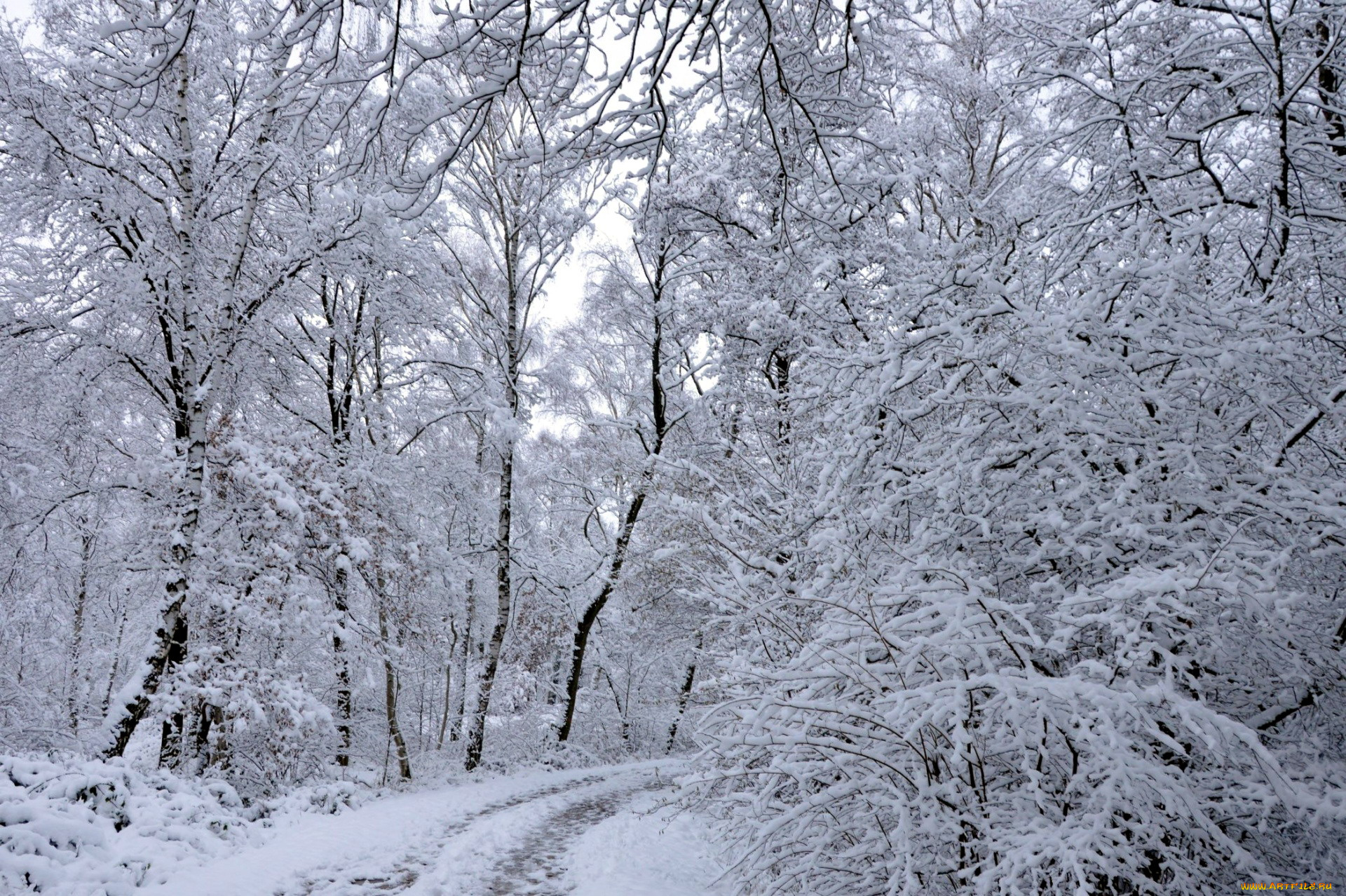 природа, зима, снег