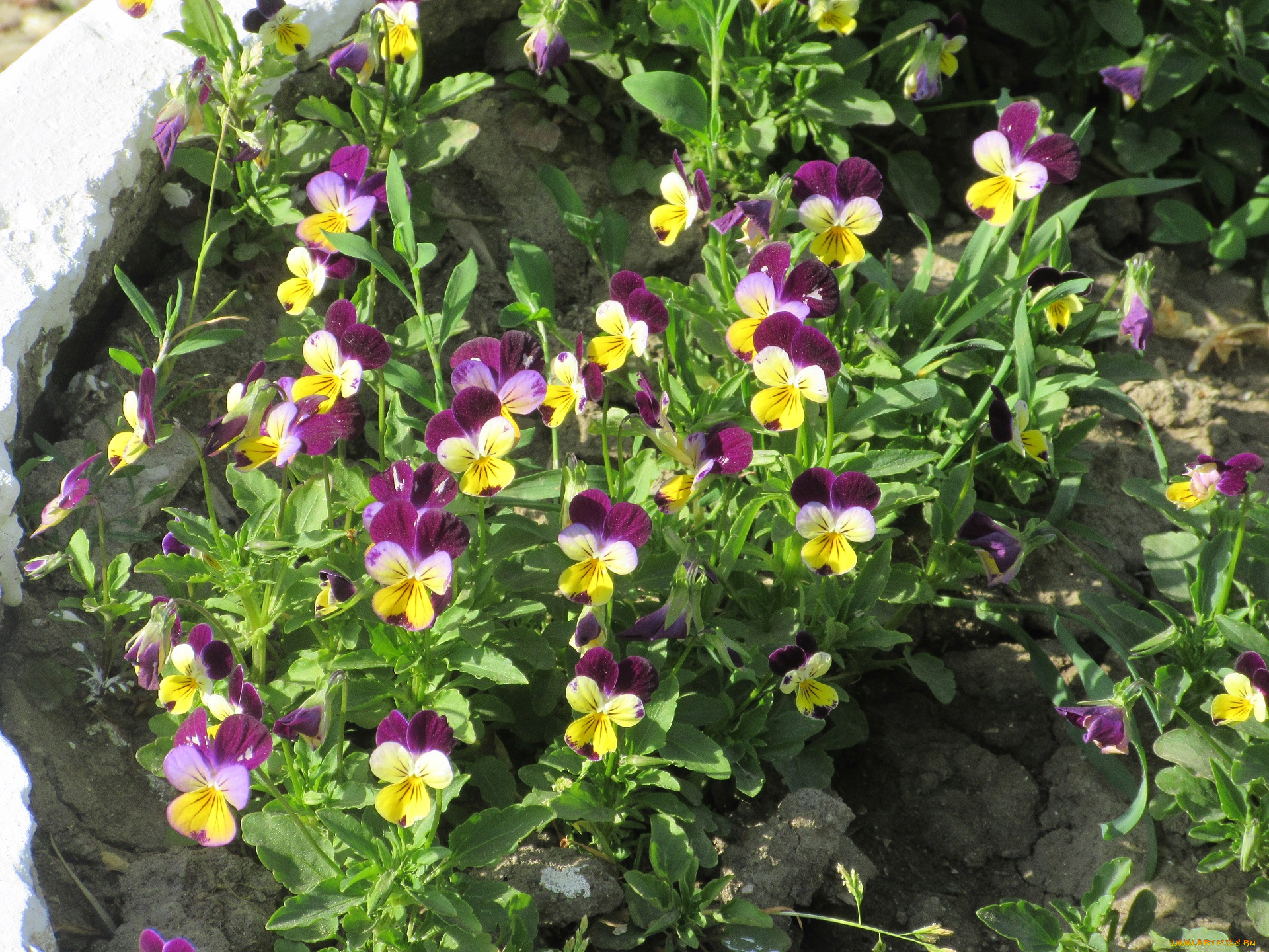 цветы, анютины, глазки, , садовые, фиалки, весна, 2018