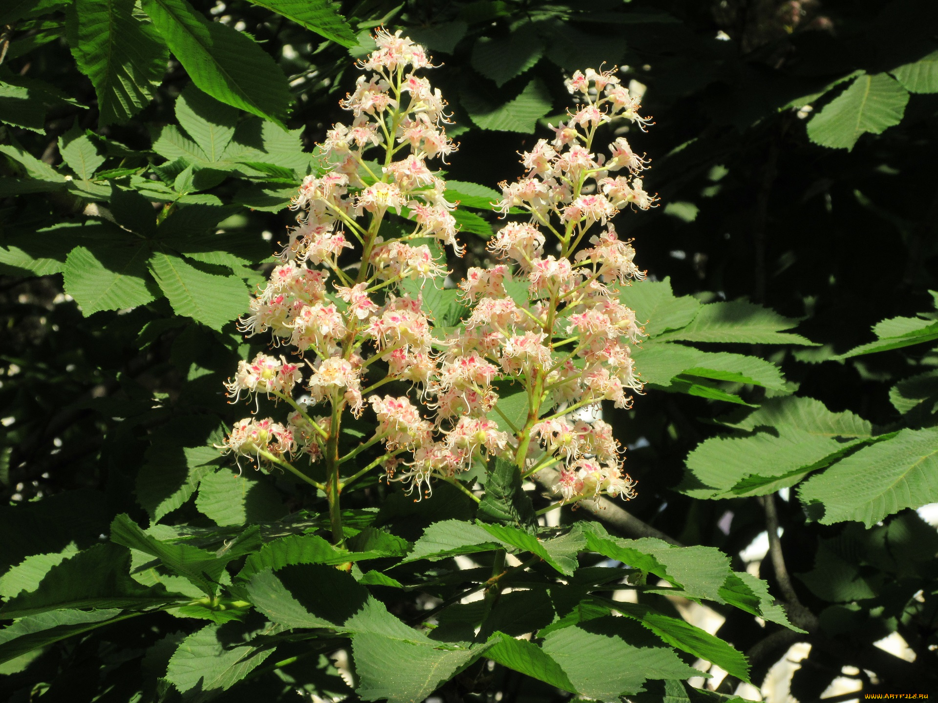 цветы, каштаны, весна, 2018