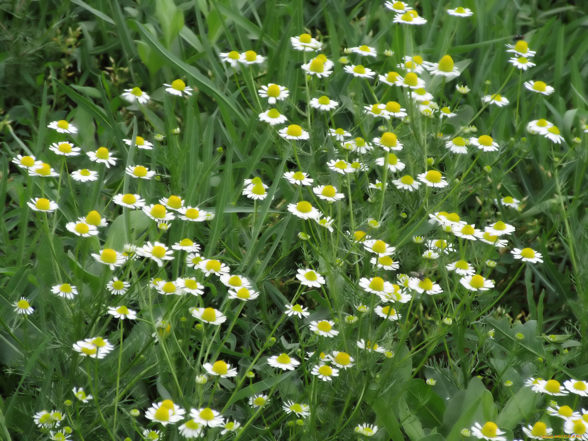 цветы, ромашки, весна, 2018