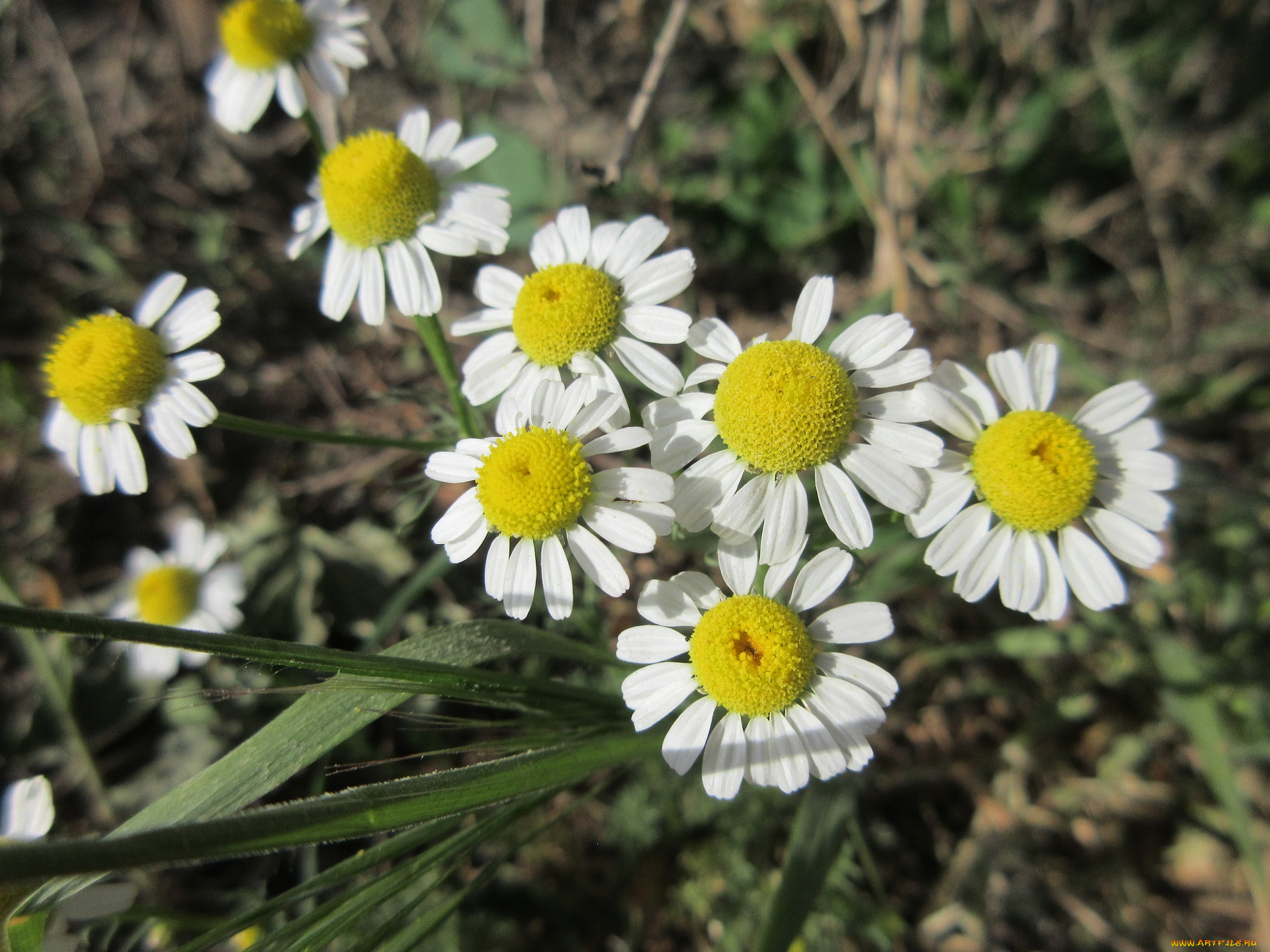 цветы, ромашки, весна, 2018