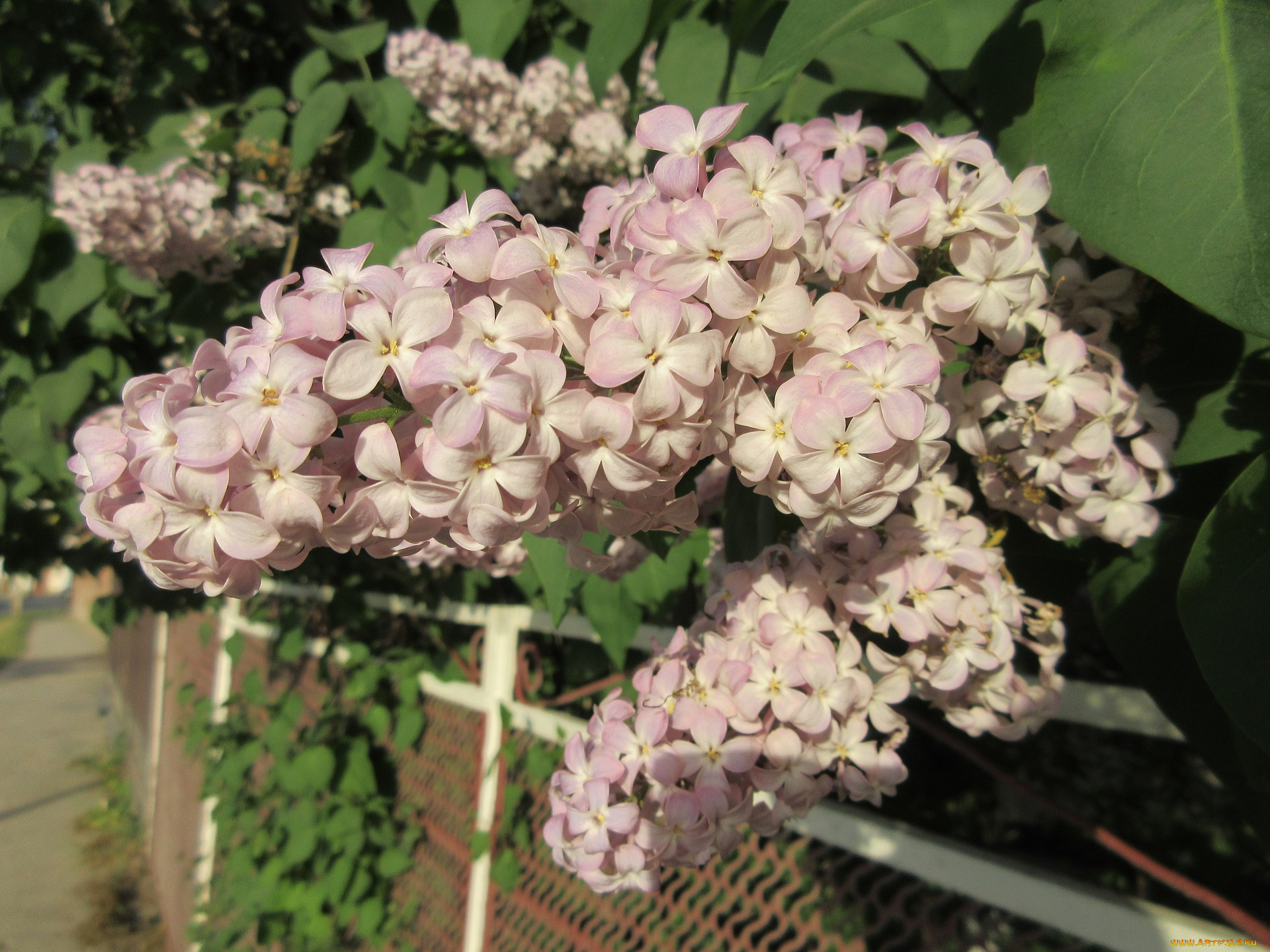 цветы, сирень, весна, 2018