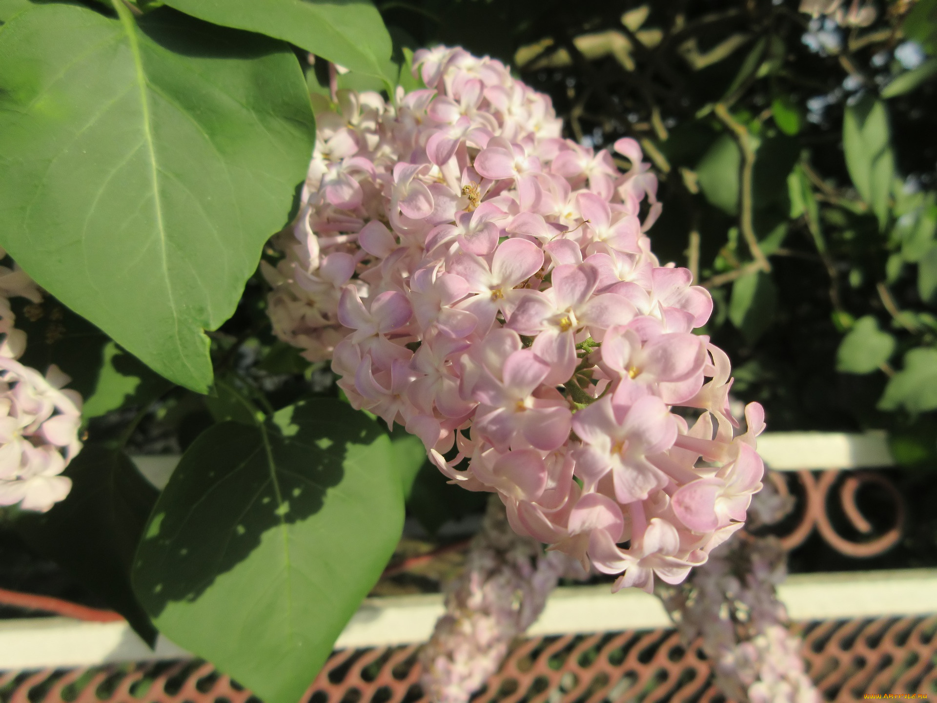 цветы, сирень, весна, 2018