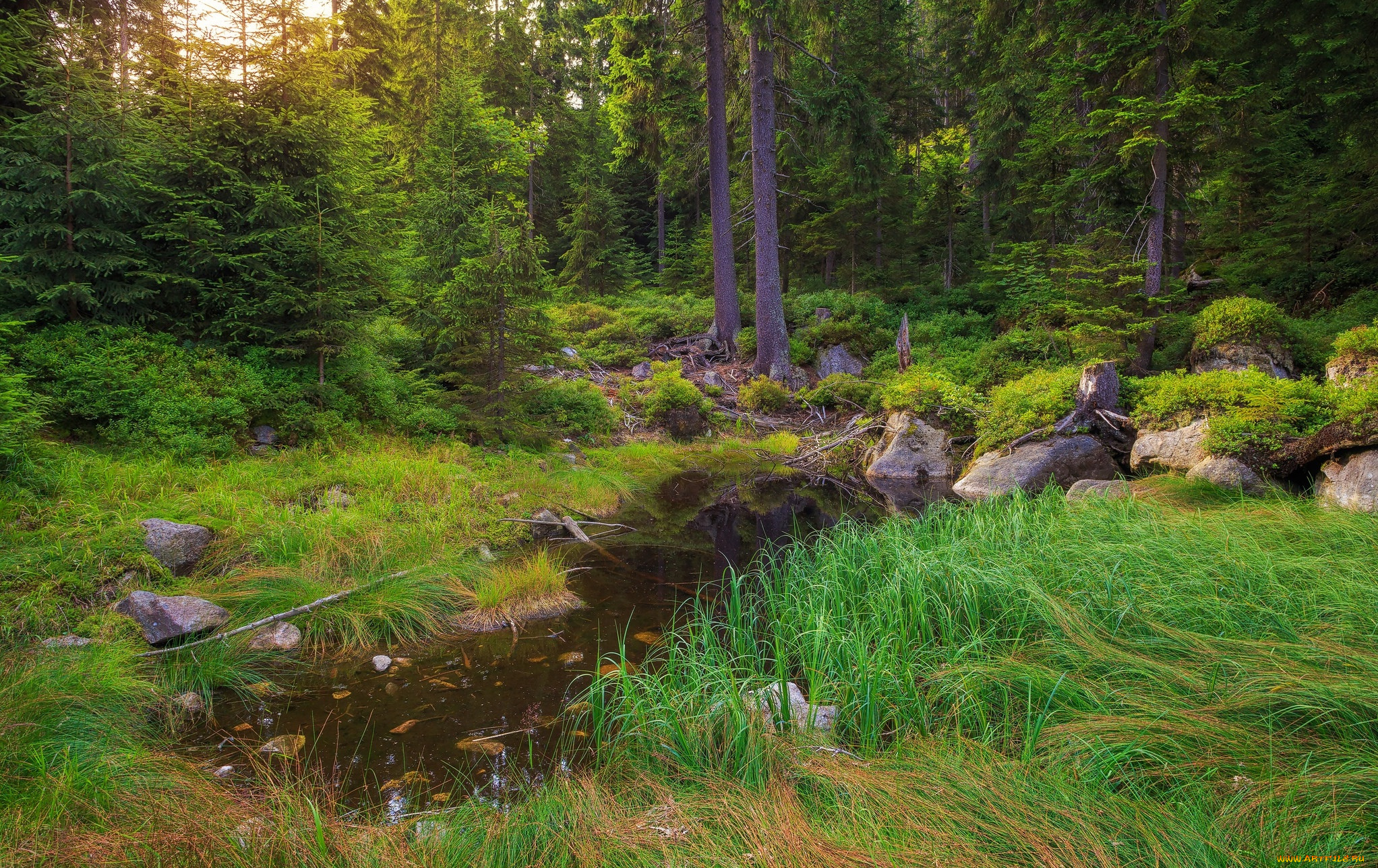 природа, лес, простор