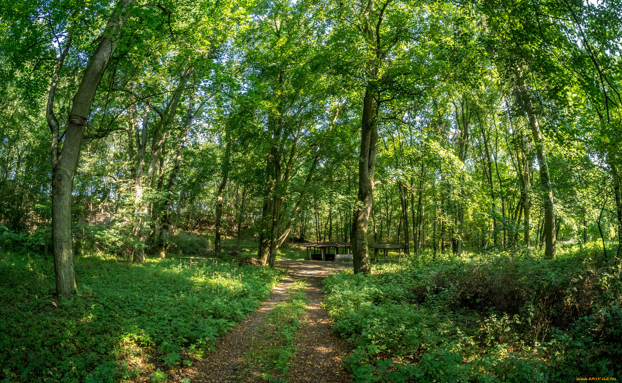 природа, лес, простор