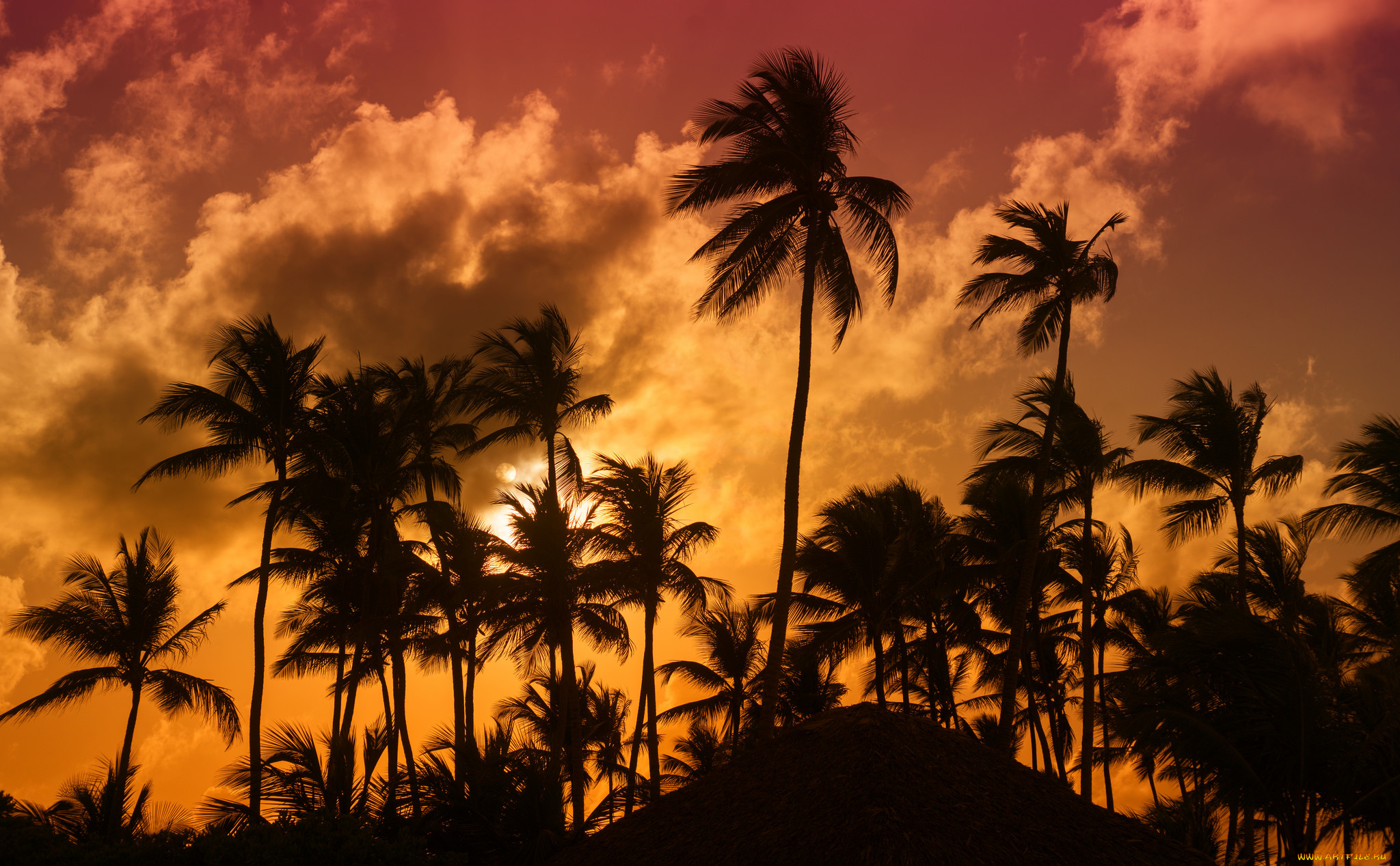 природа, тропики, простор