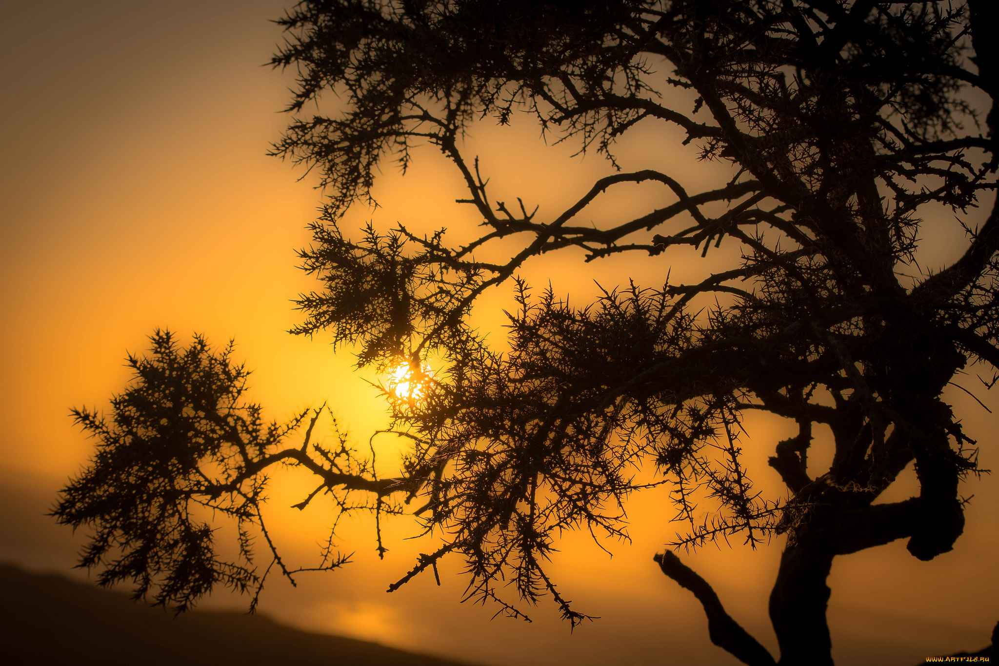 природа, деревья, простор